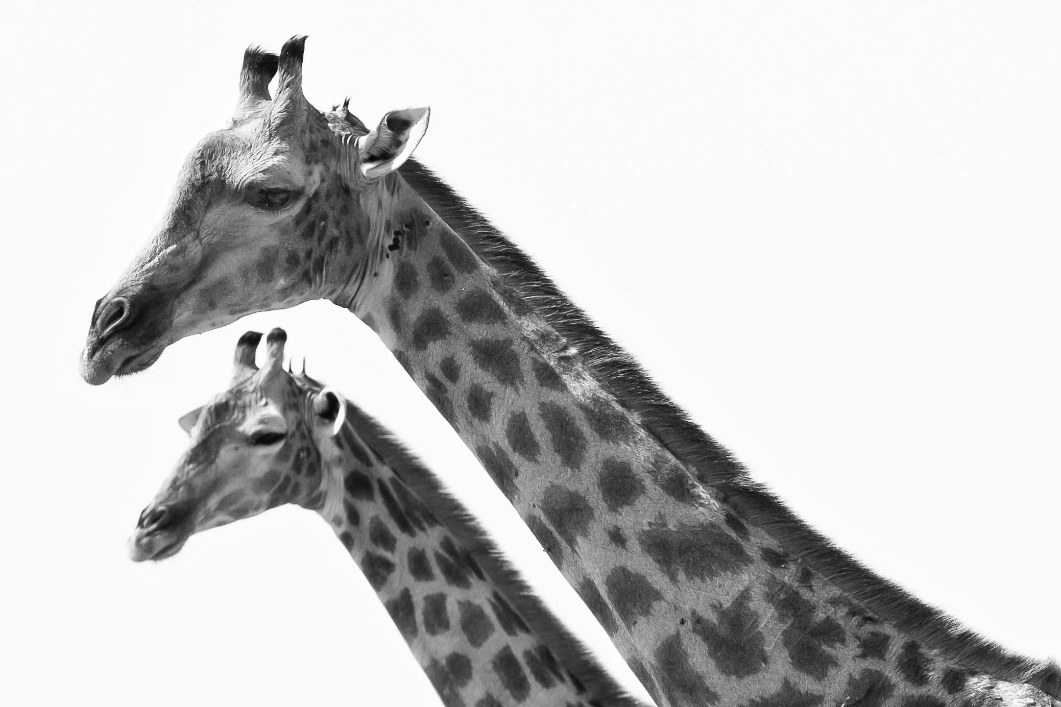 Giraffes in Botswana