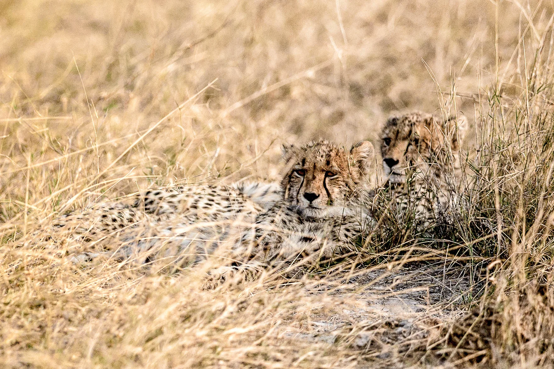FT_20150827_Little_Vumbura_1747-Edit-Edit.jpg