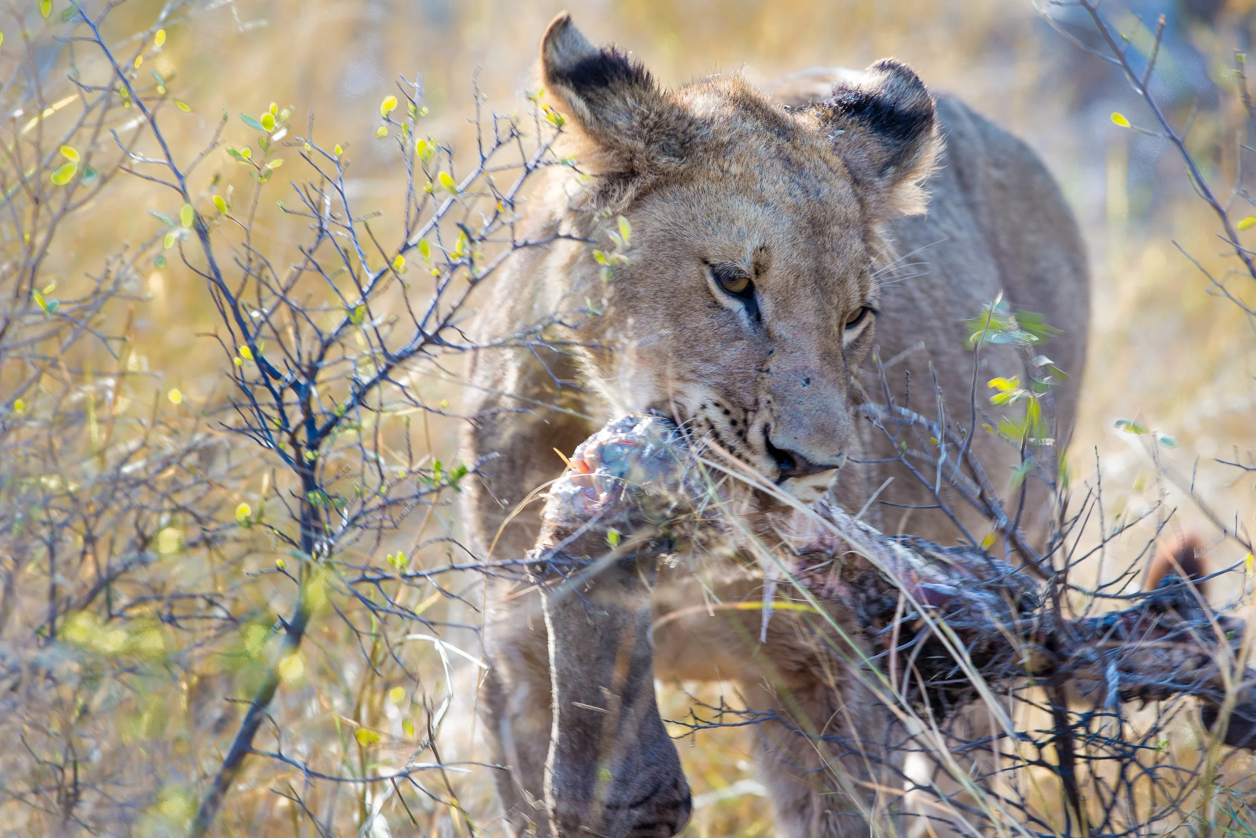 Kubu Pride's kill, Little Vumbura, Botswana