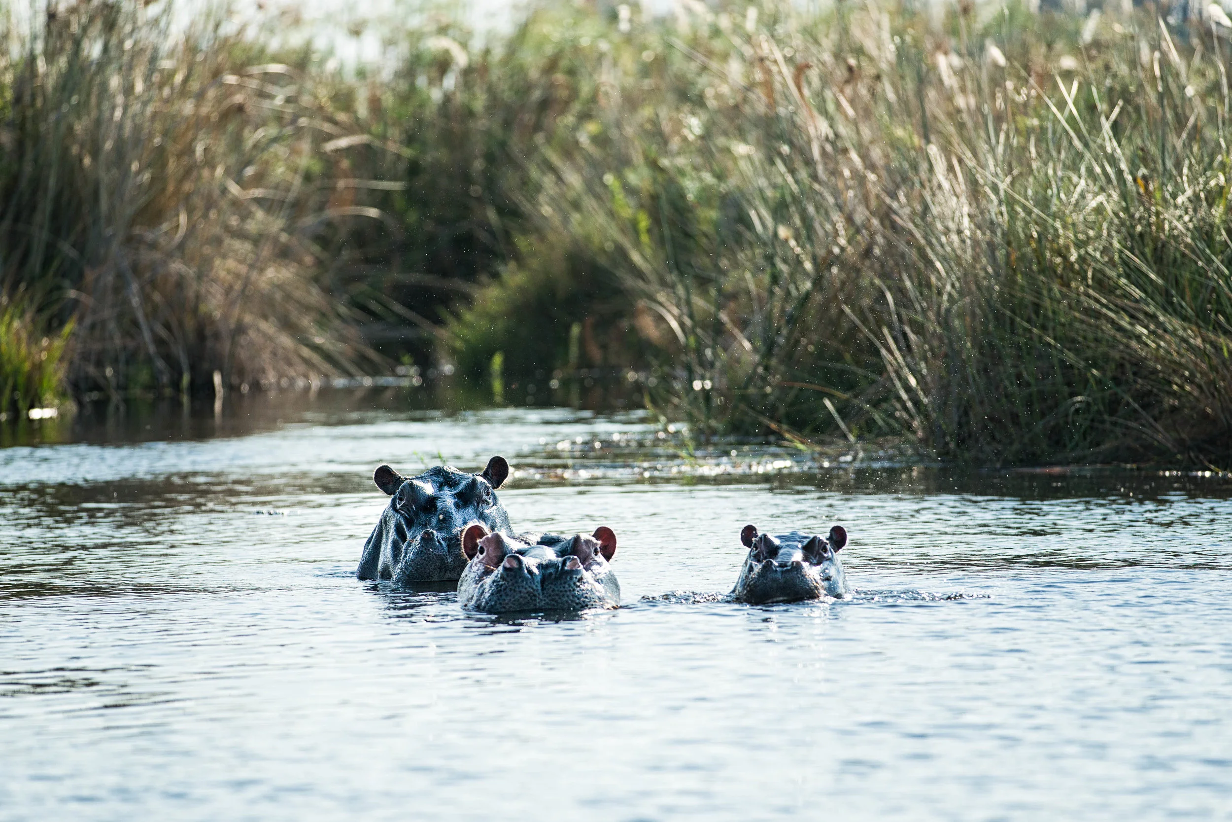 Bobbing hippos on the Okavango Delta, near Little Vumbura, Botswana