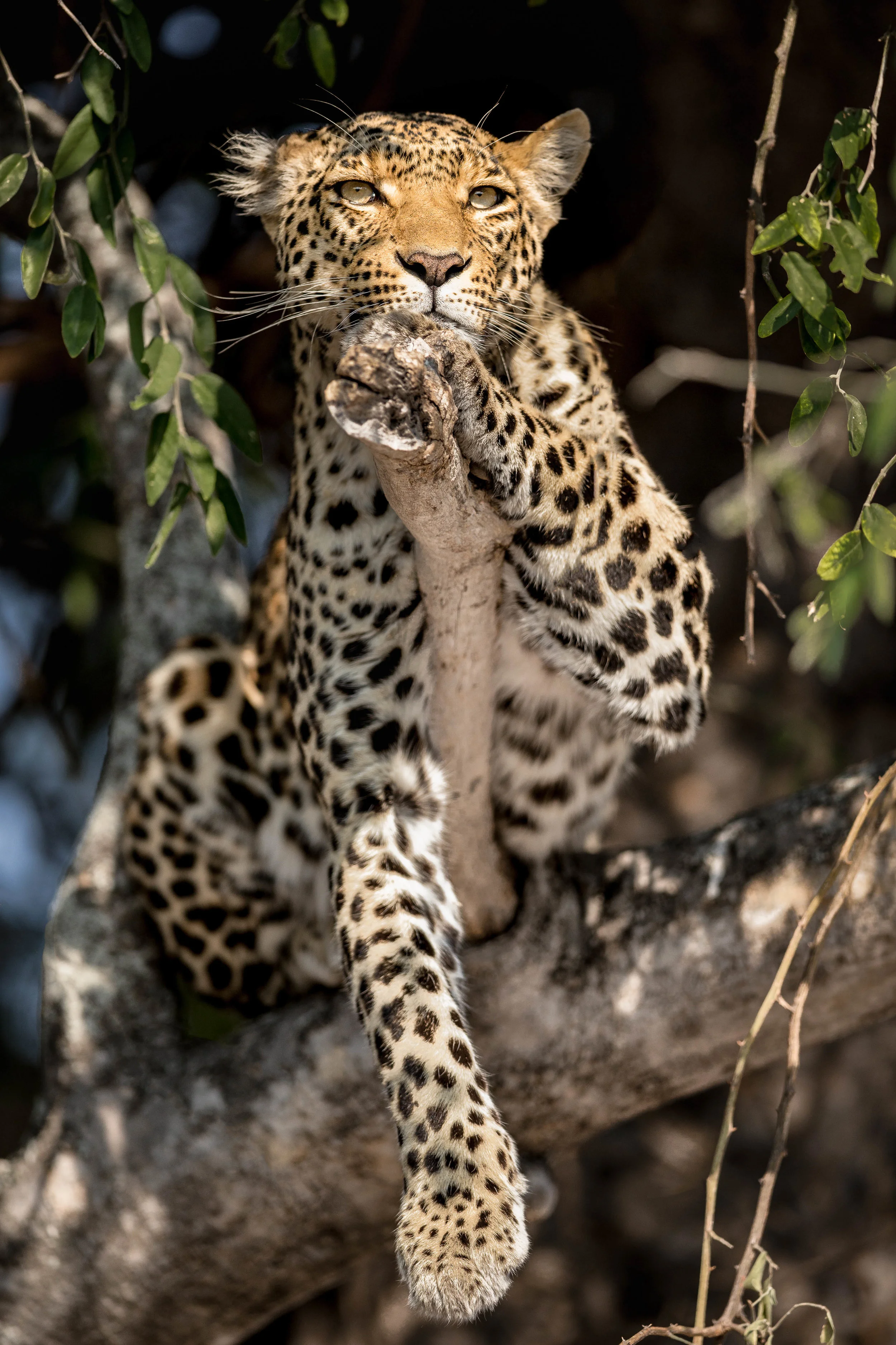 Pula, near Mombo Camp, Botswana