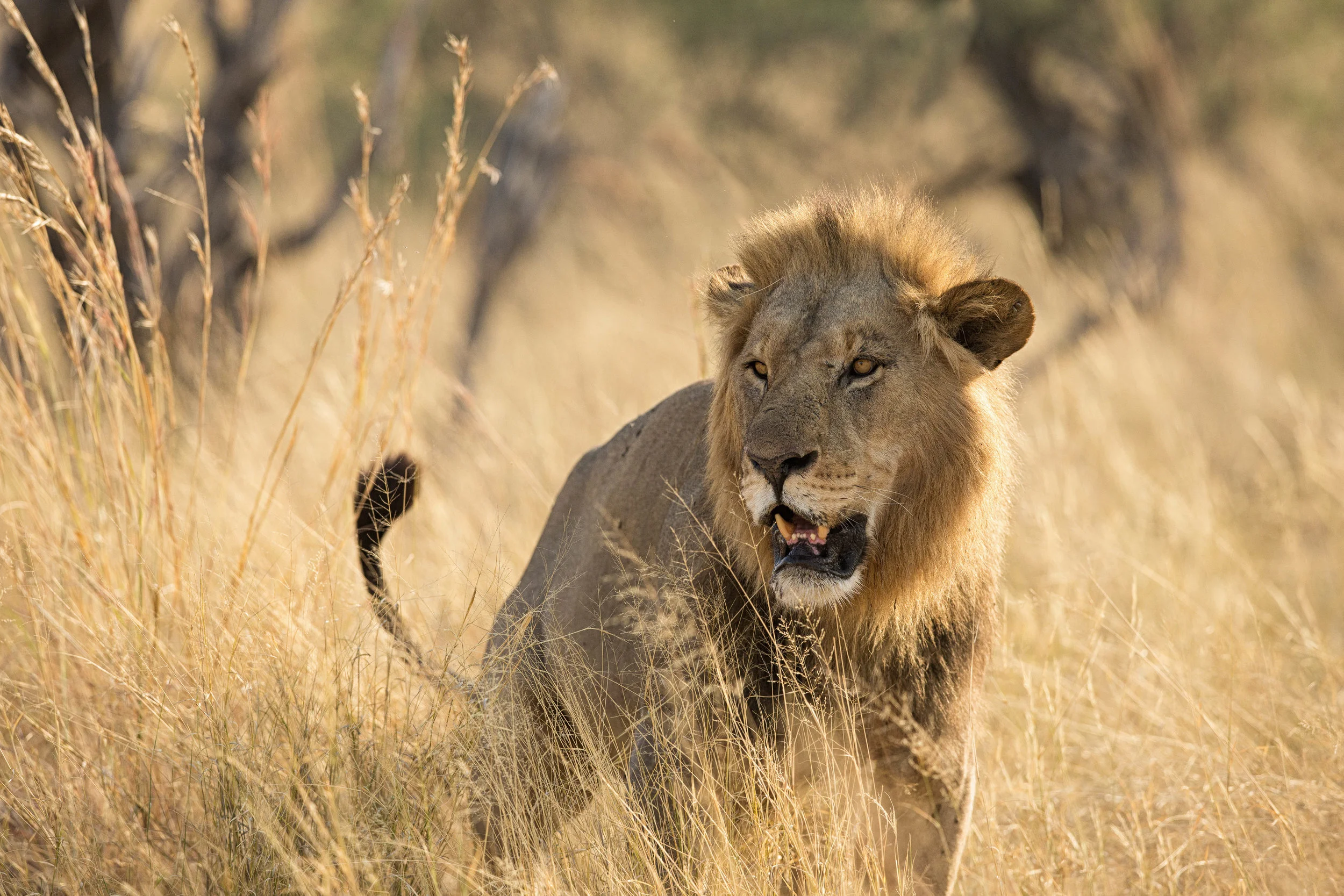 King of the Kubu Pride, Botswana