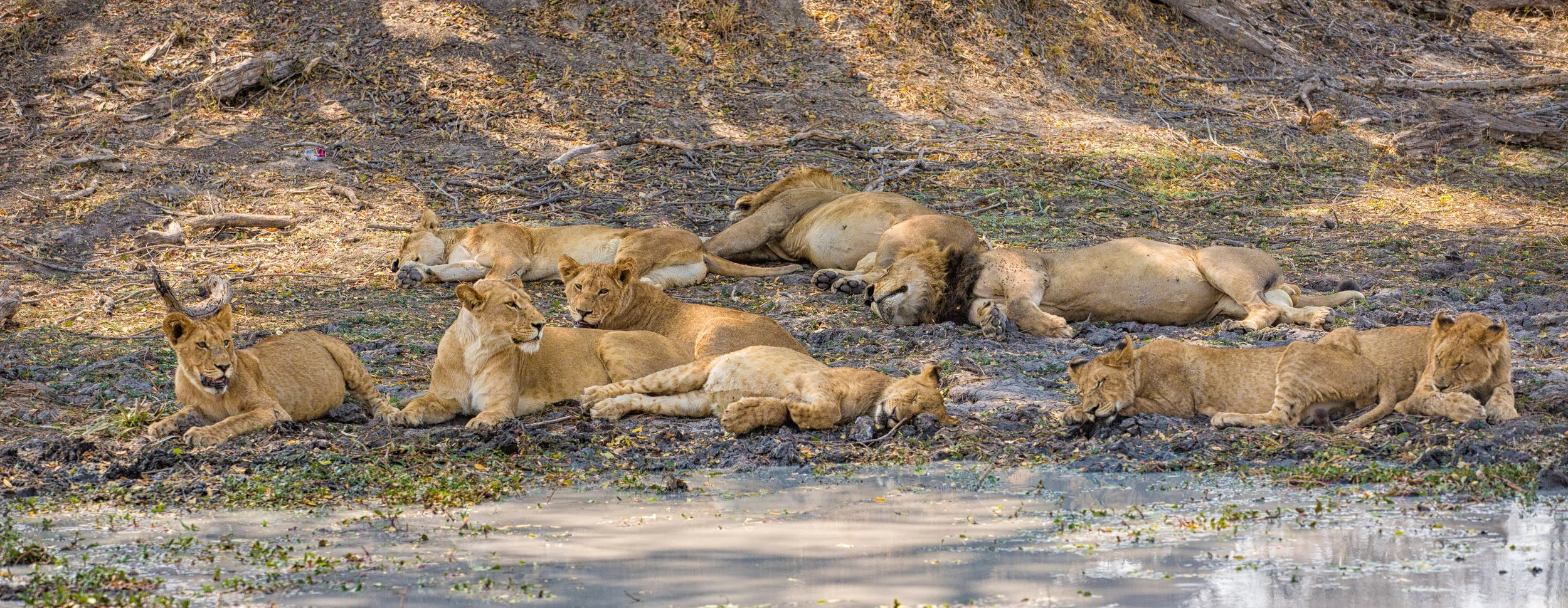 The resting Kubu Pride of Little Vumbura, Botswana