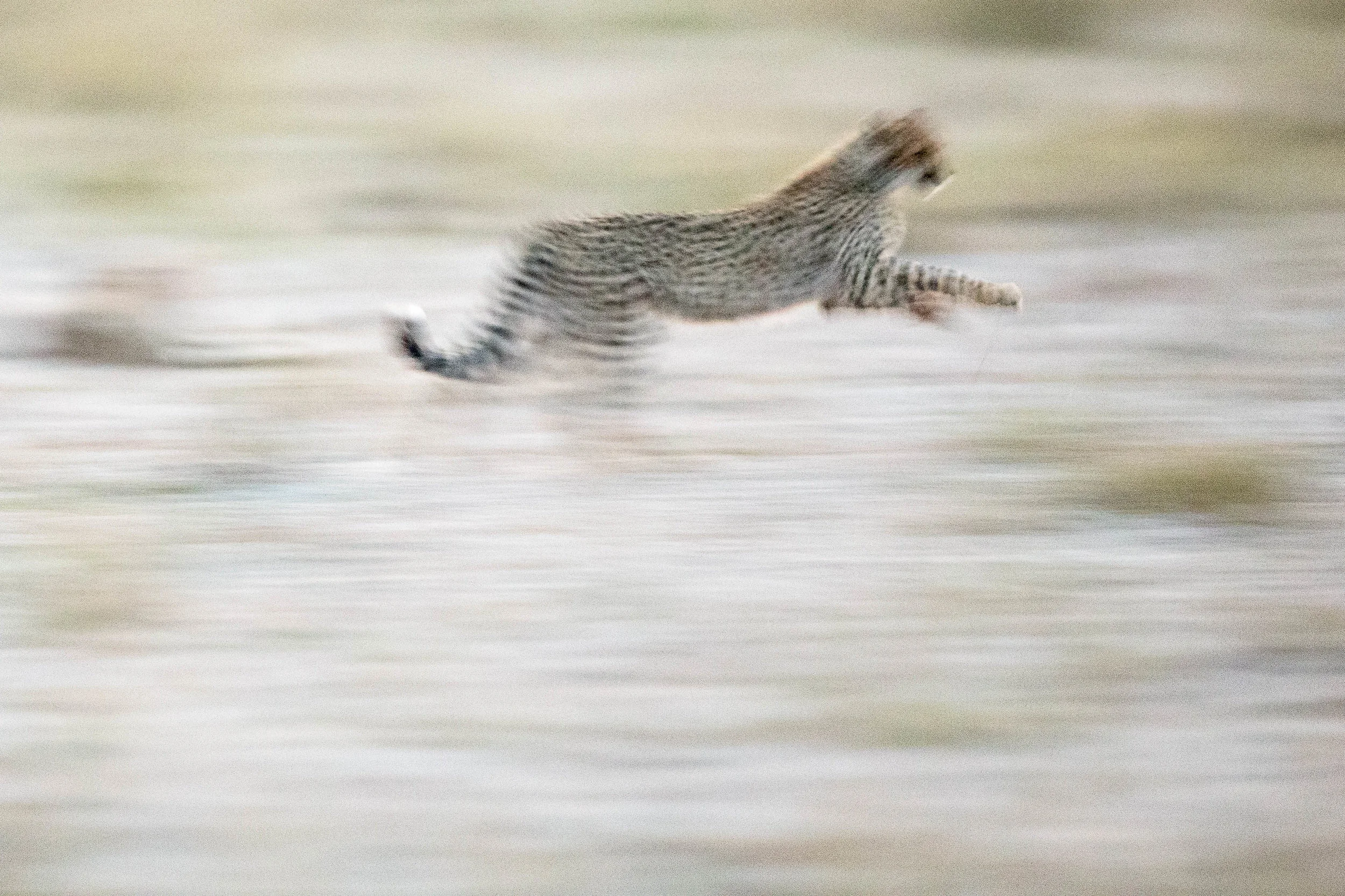 FT_20150827_Little_Vumbura_1937.jpg