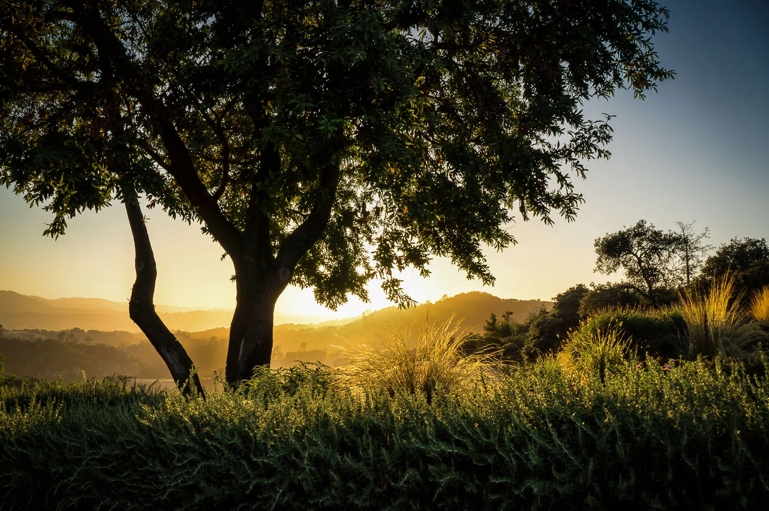 FT_20130705_Geyserville_1090-Edit-Edit.jpg