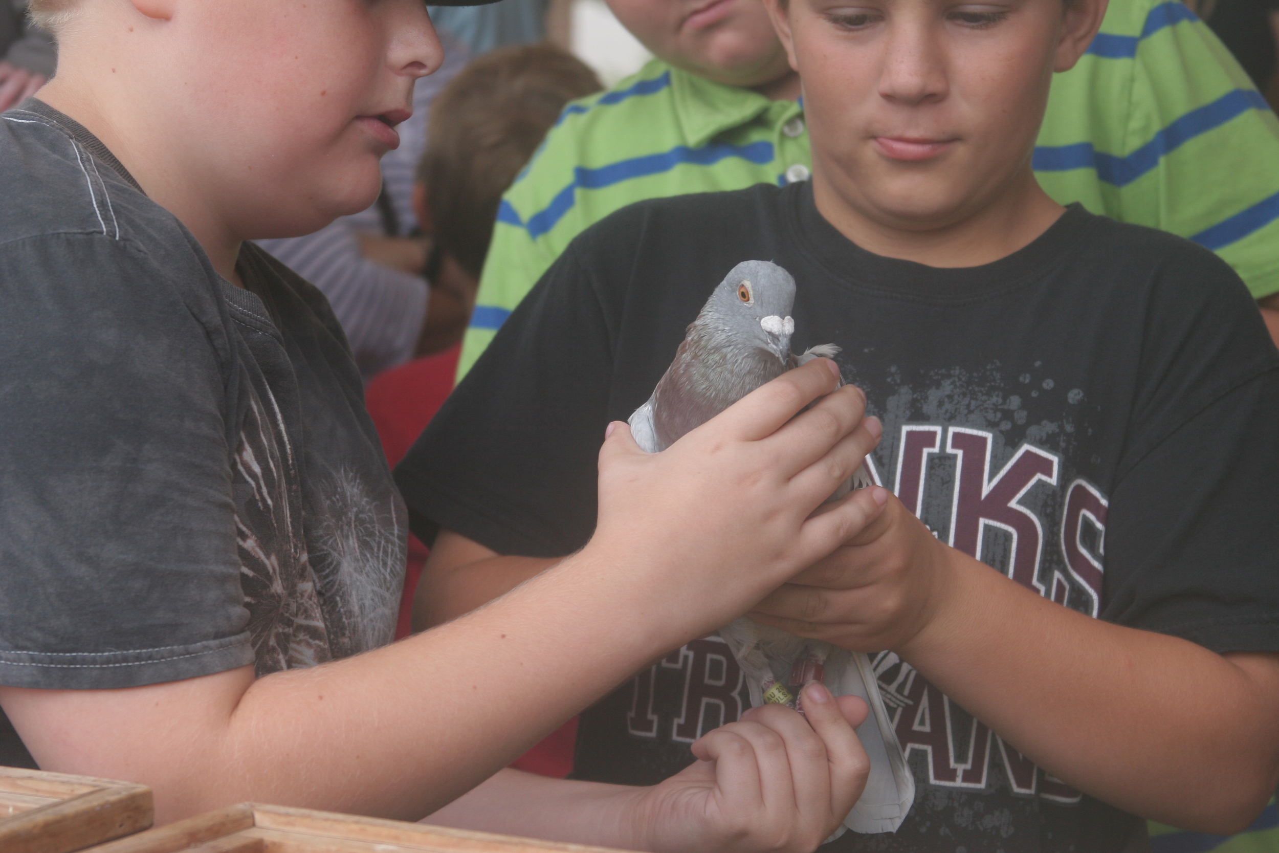 A pigeon about to be released for Kapparot at the Synagogue, September, 2015.