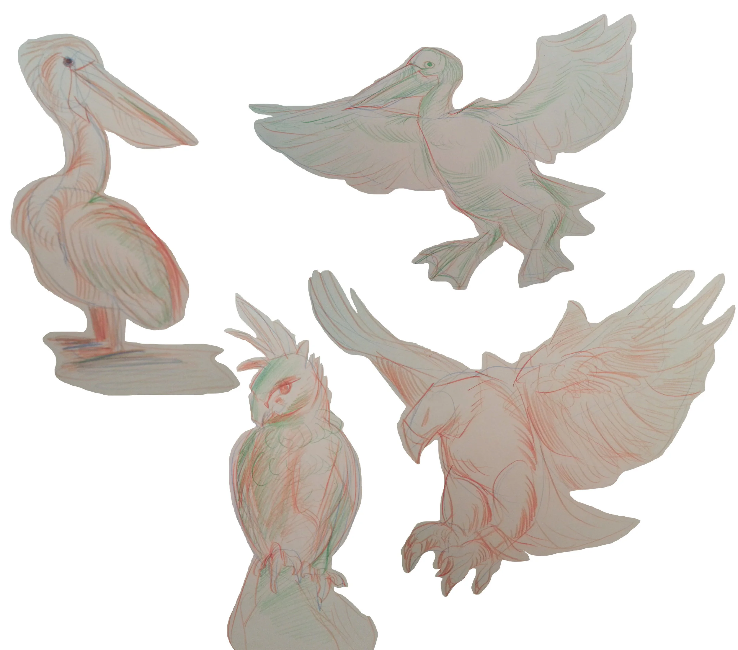 Bird drawings study