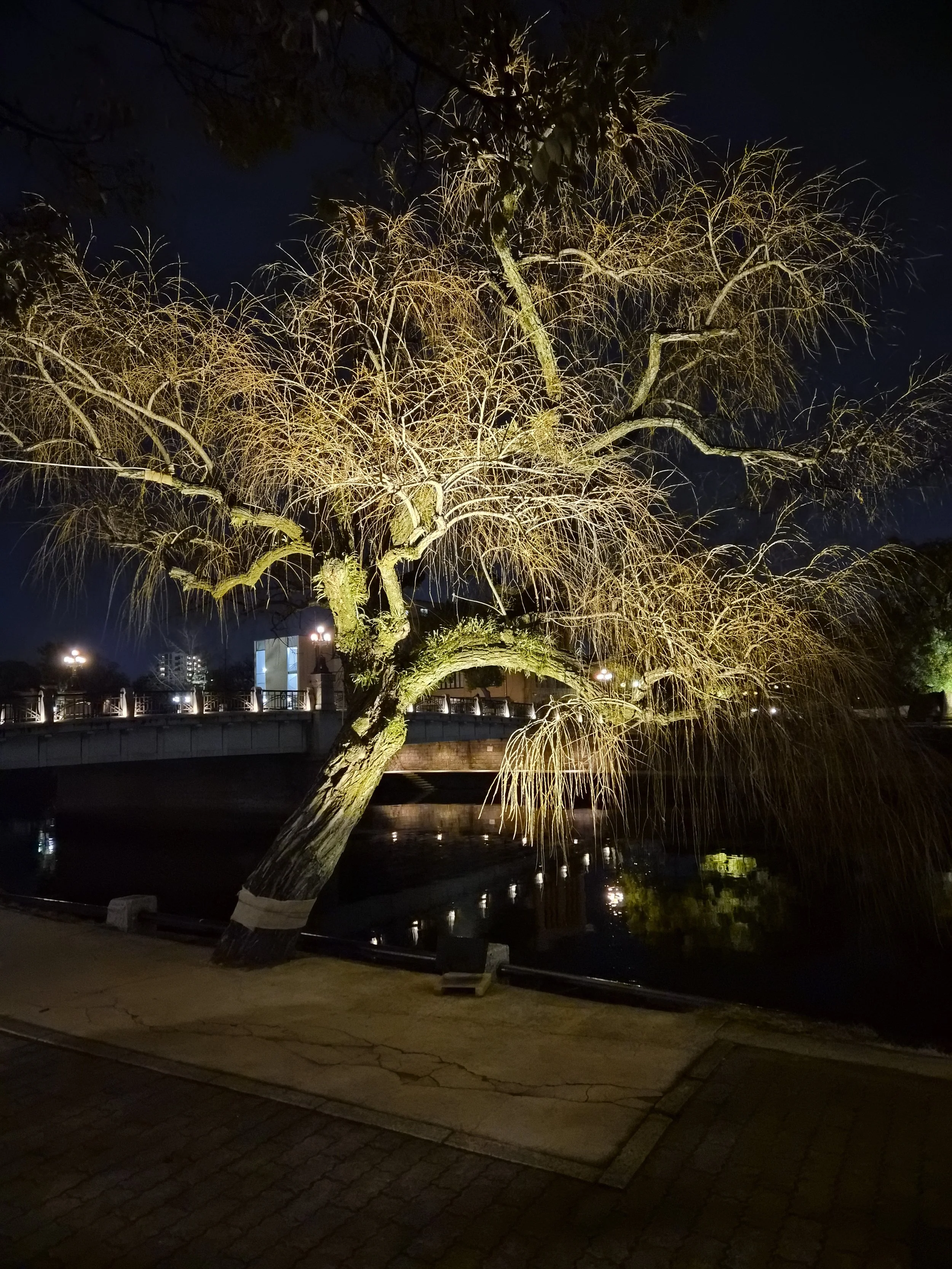  Peace park evening illuminations 