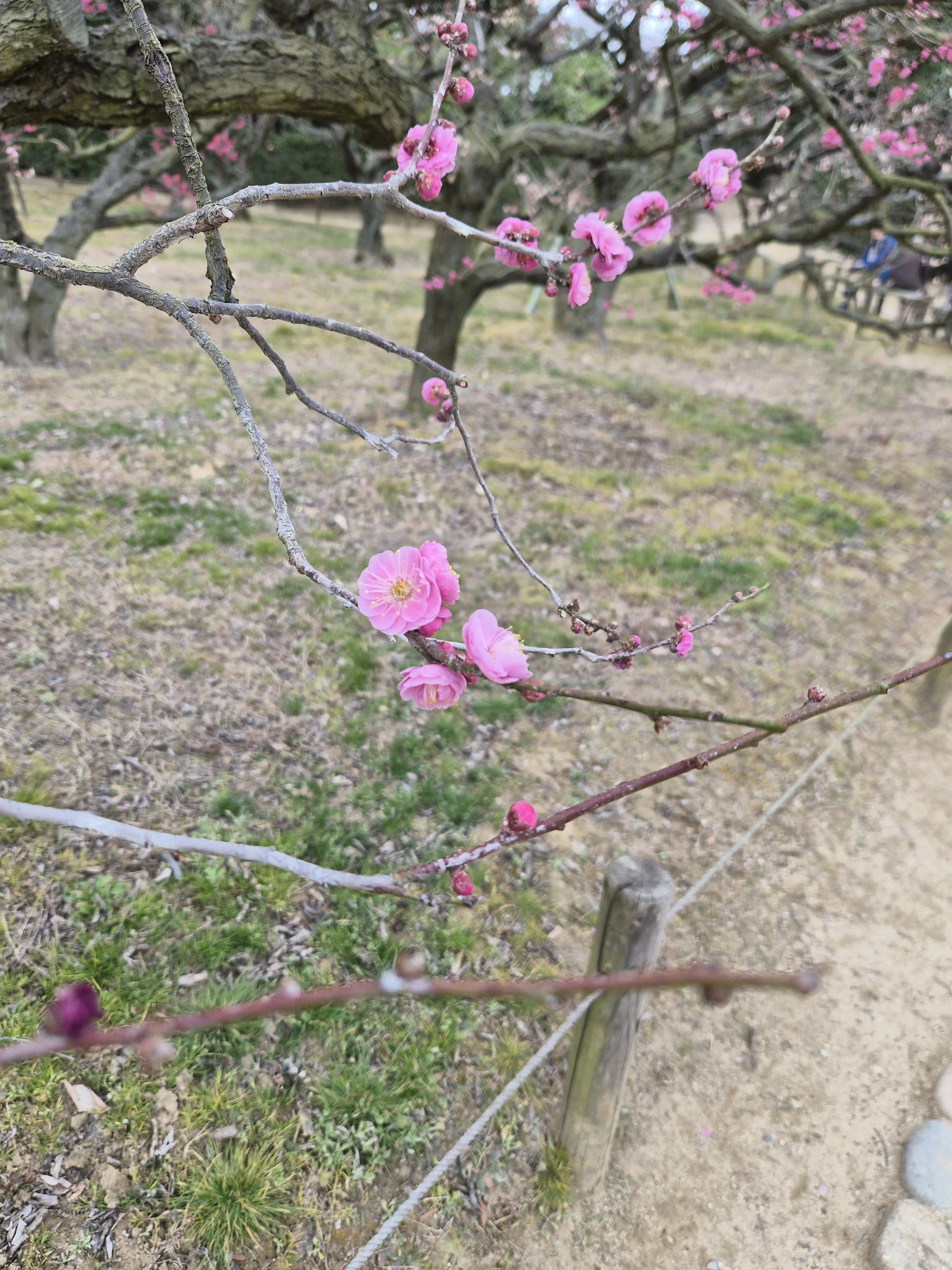  Plum blossoms up close 