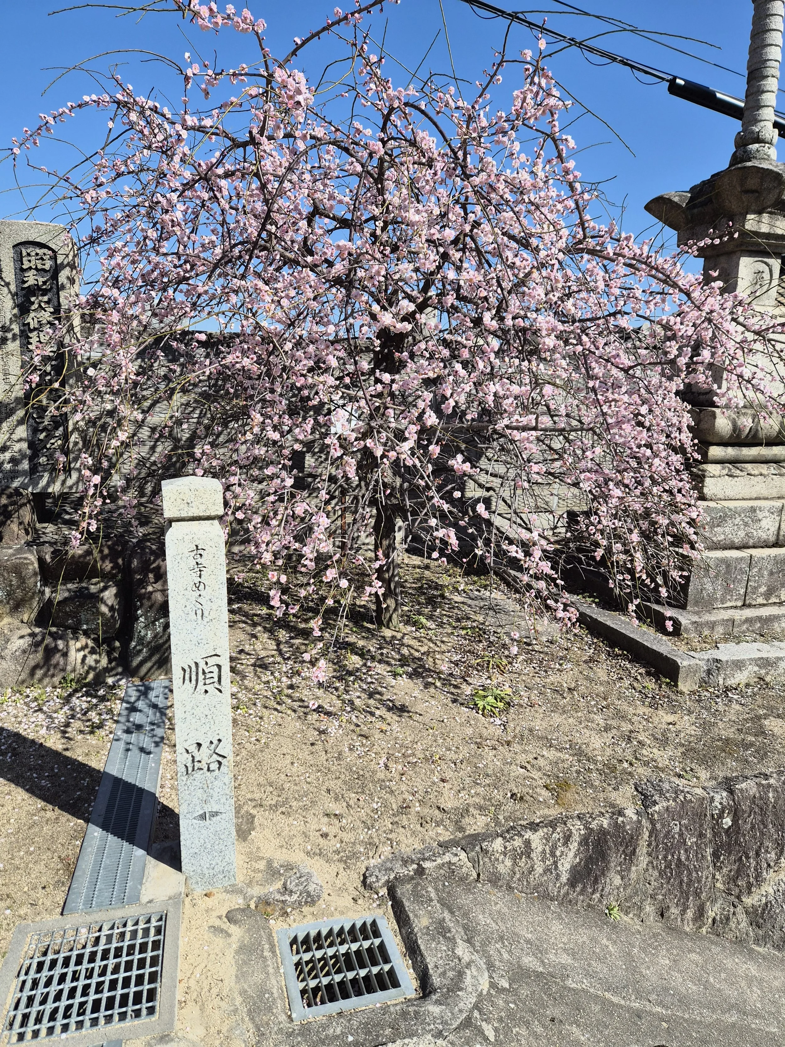  Blossom tree in Onomichi 