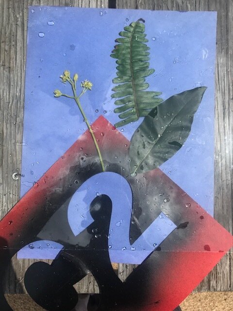 Organic Objects on Construction Paper