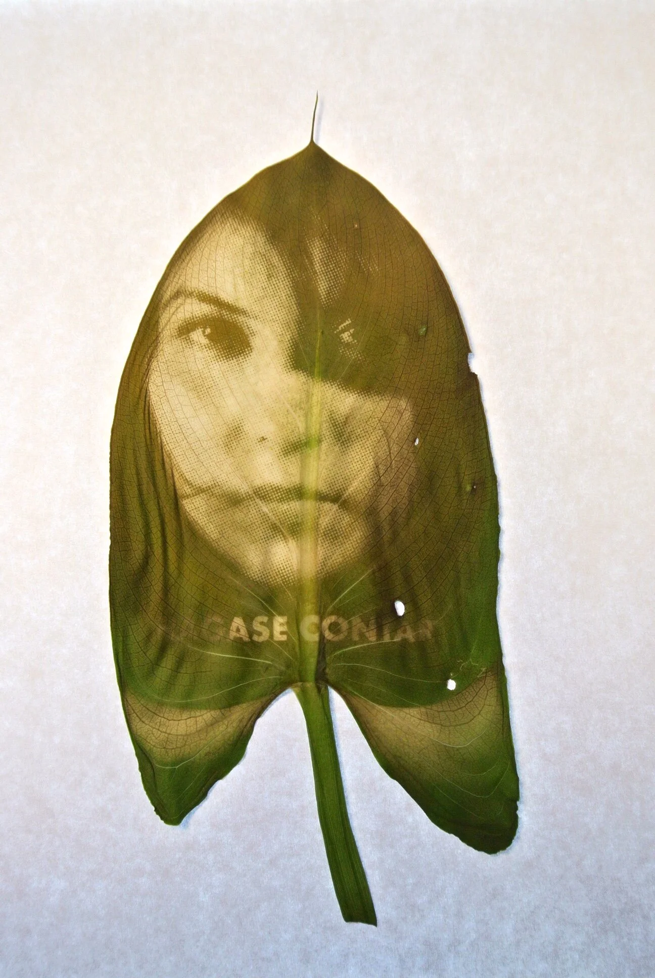 Process: Printing With the Sun