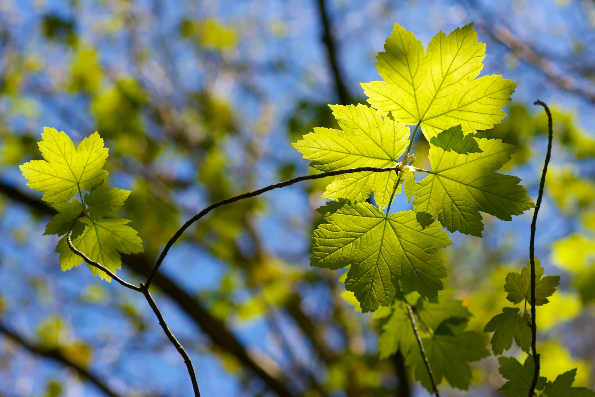 Tree golden leaf.jpg