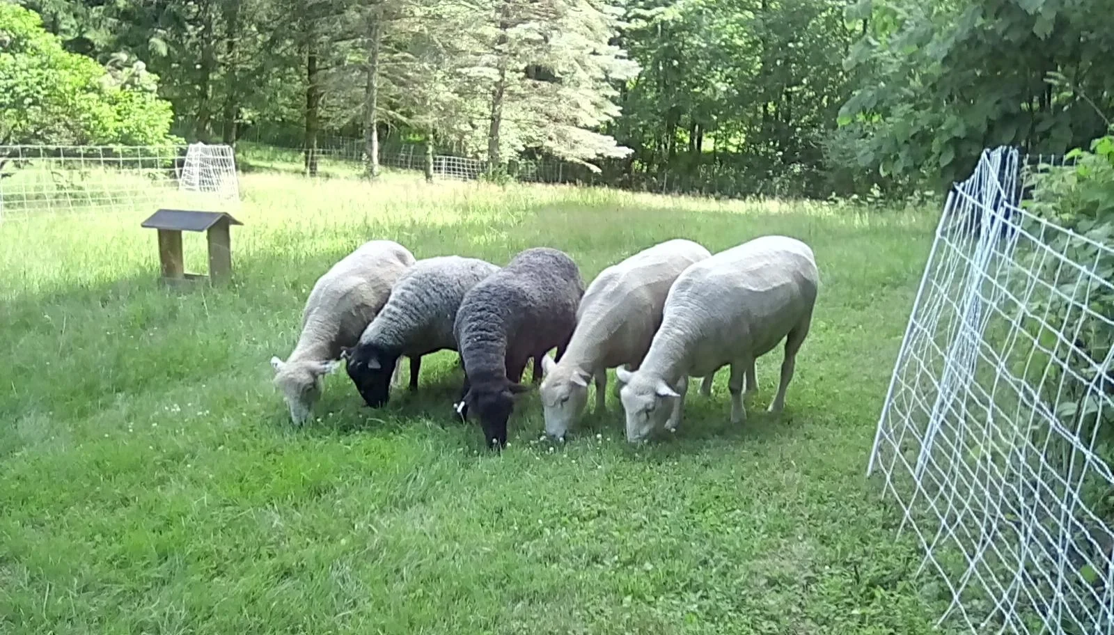 Sheep arrive.jpg