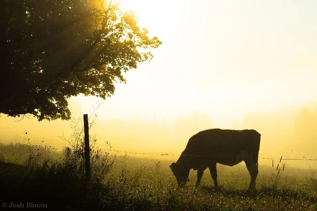 Morning Light Peacham (1).jpg