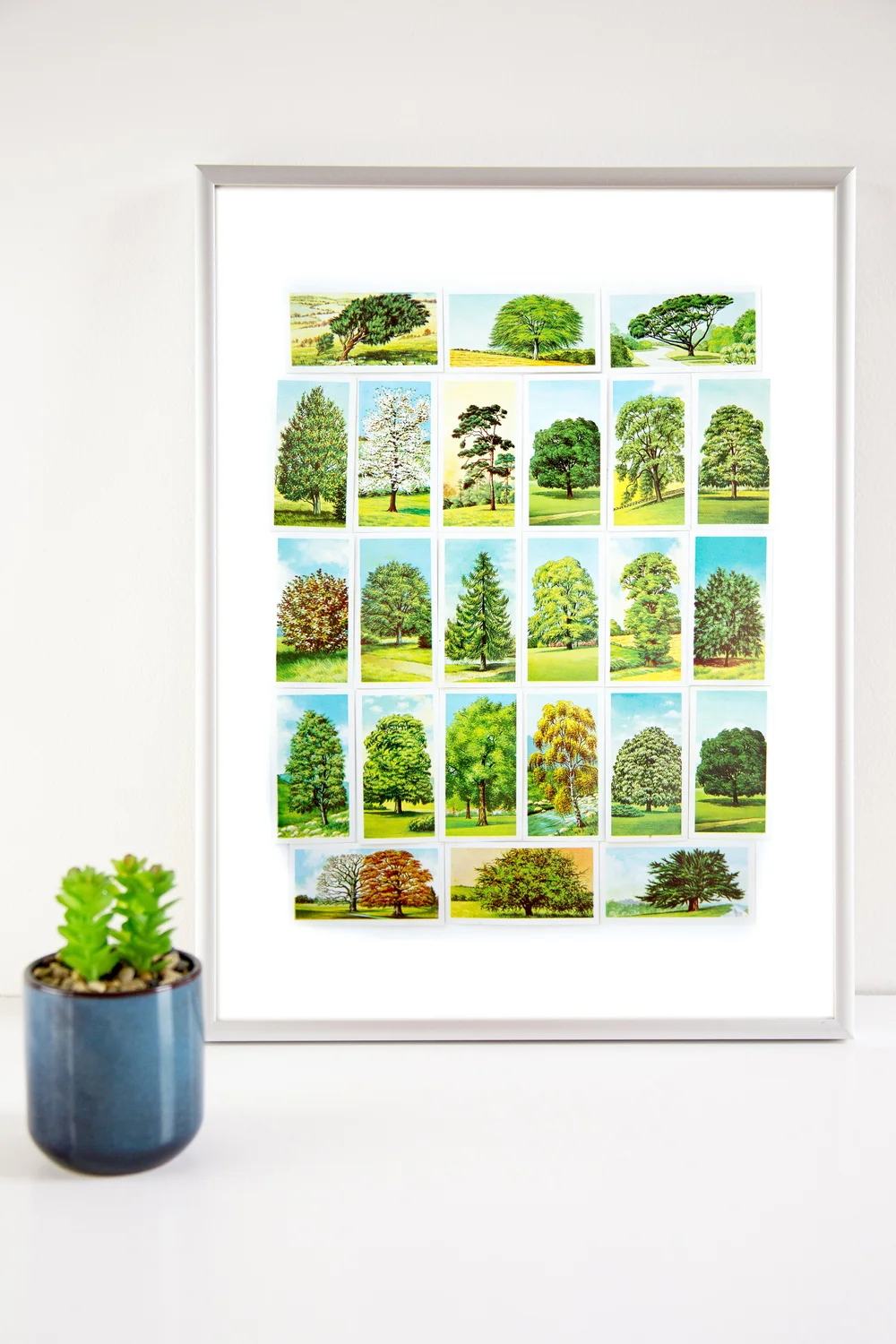 Tea & Cigarette Cards — Jane Smith Media