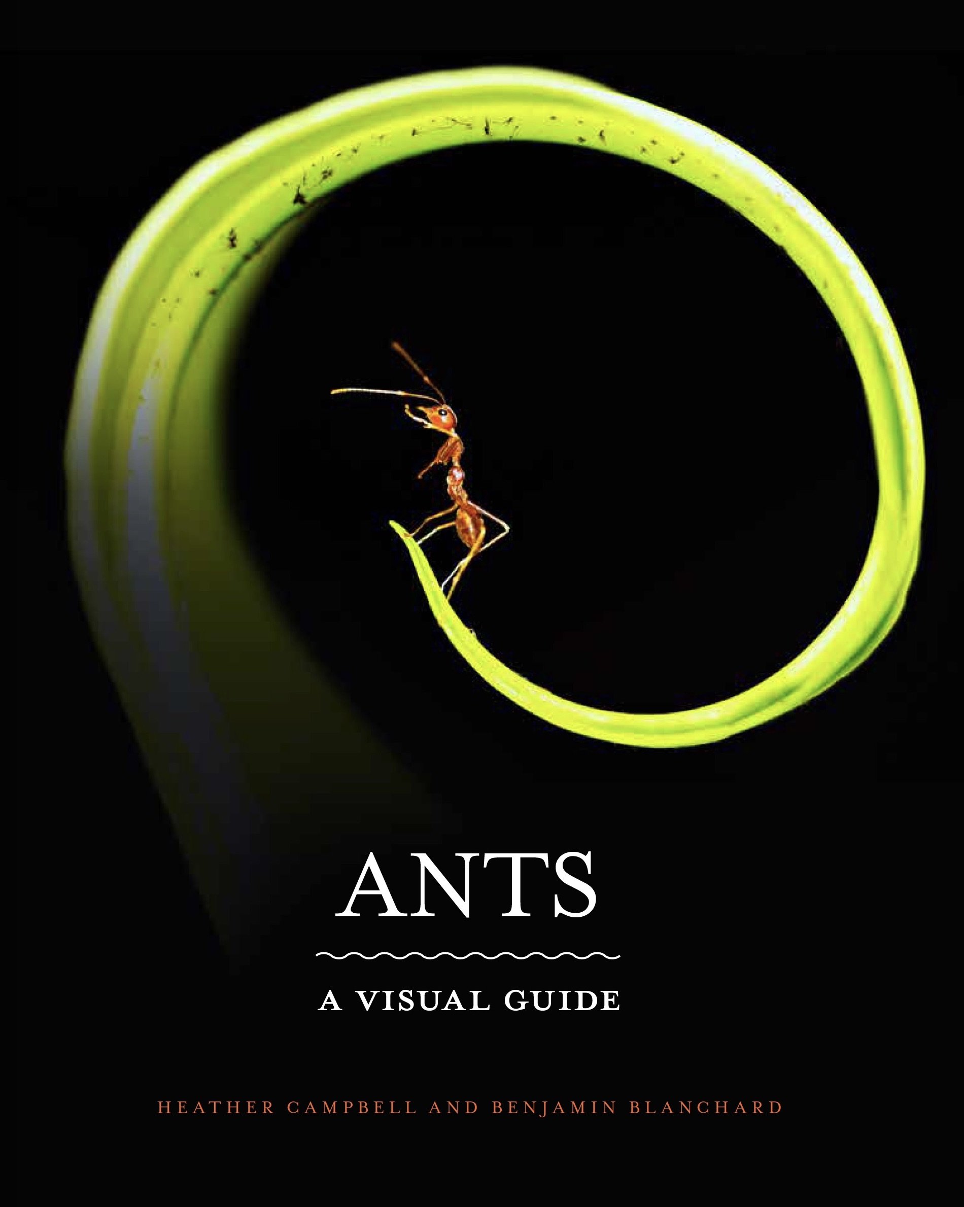 3_Ants; A Visual, Scientific Guide copy.jpg