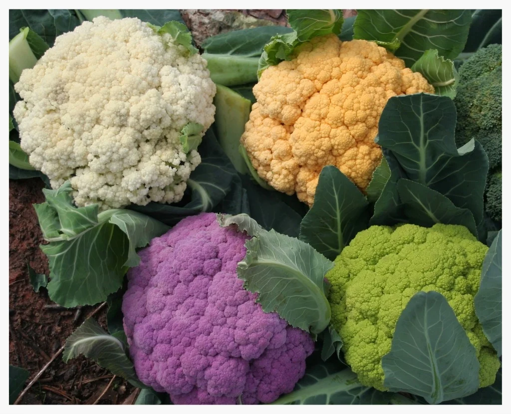 Cauliflower comes in different colors and flavors - we love them all.