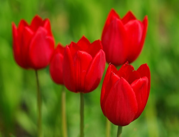 Red tulips are very popular around Nowroz.
