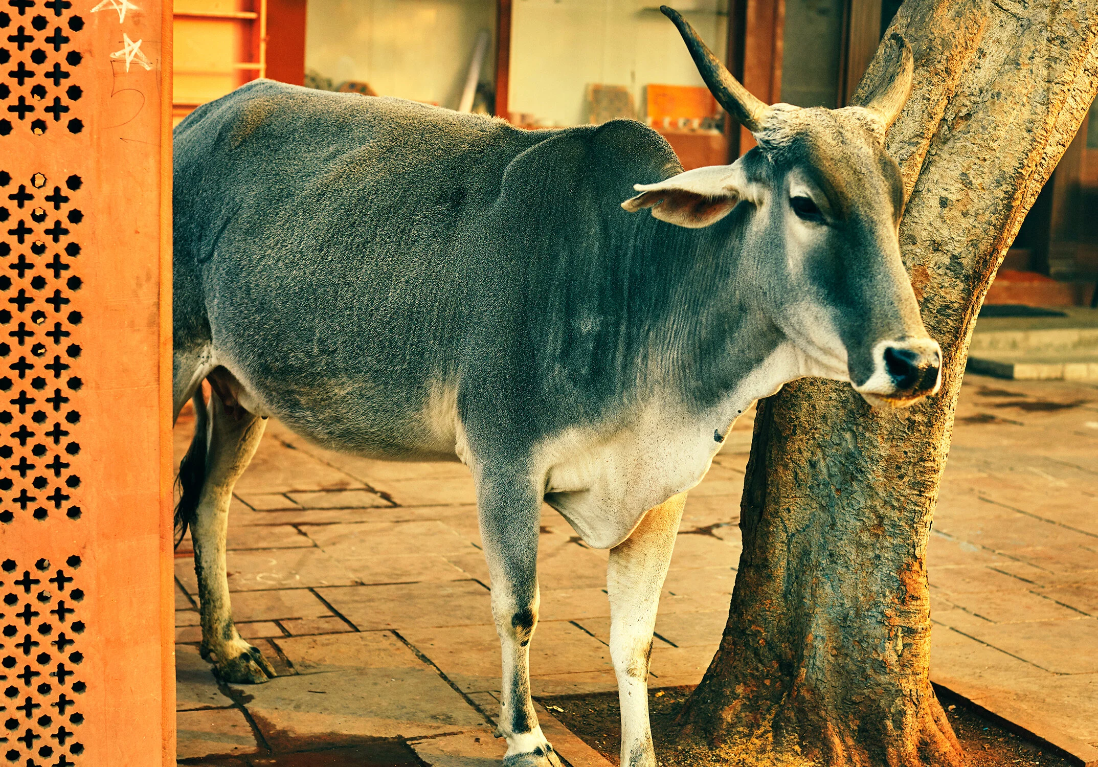 India_18__0341 copy.jpg