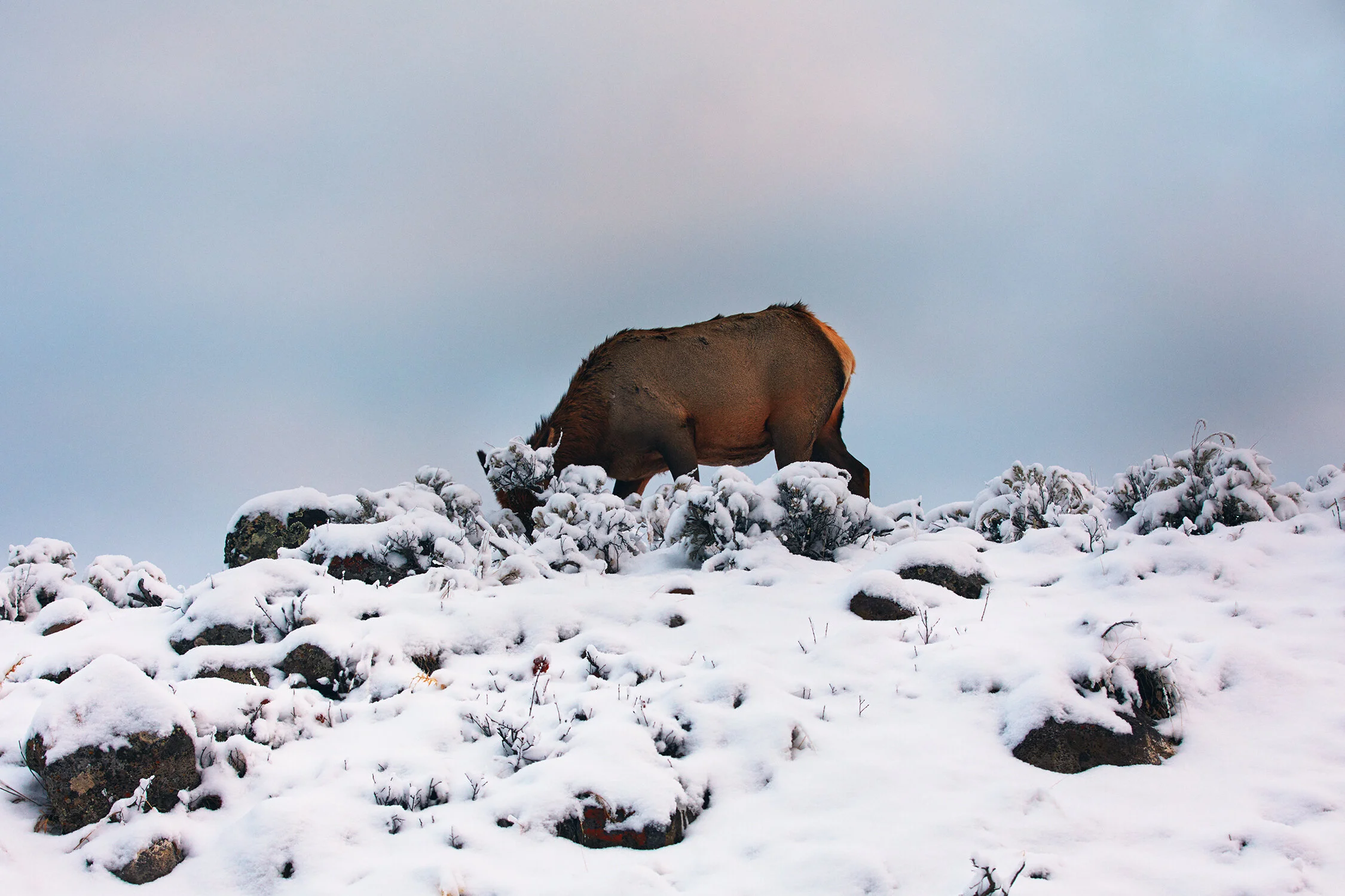 MONTANA_0030 copy.jpg