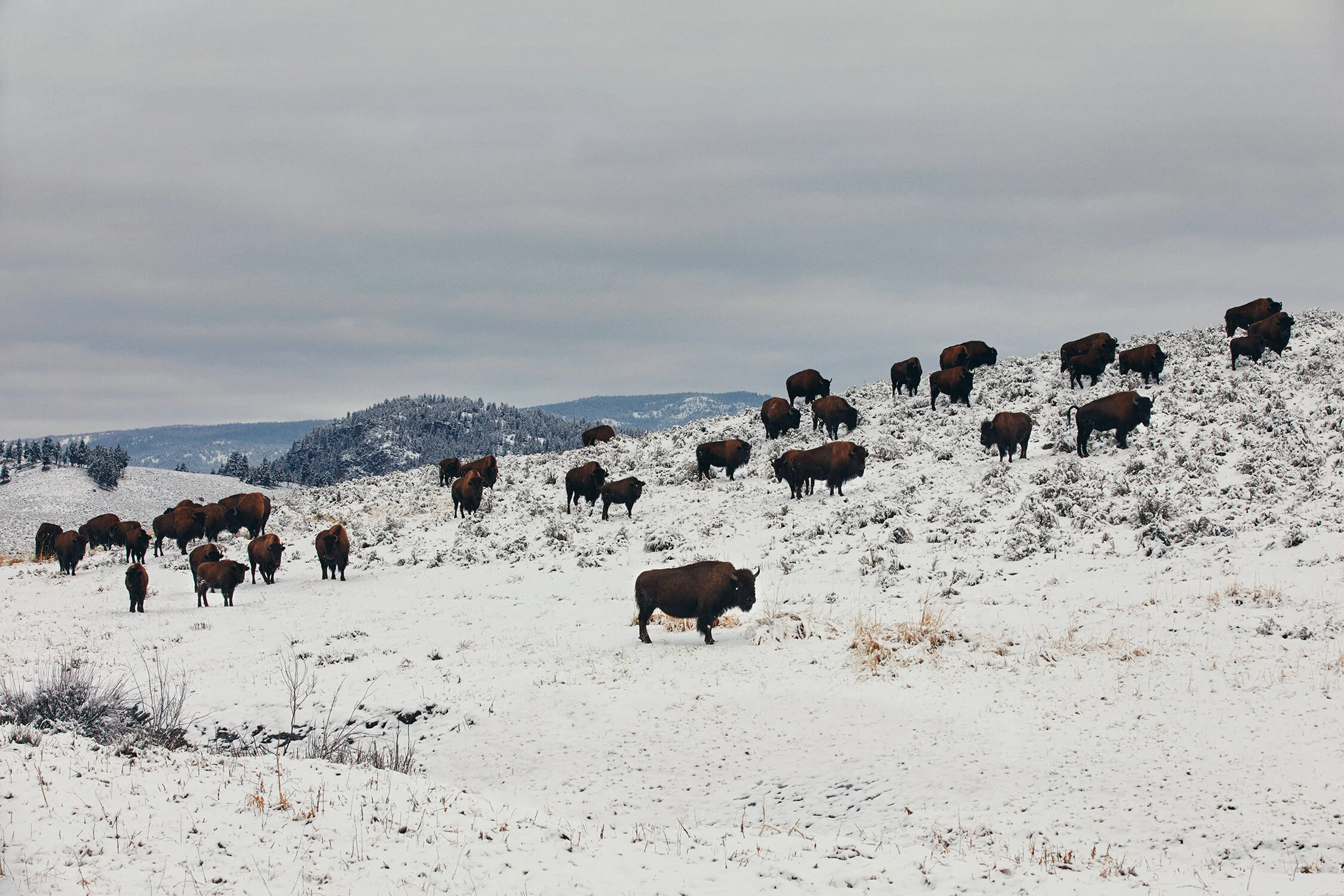 MONTANA_0089 copy.jpg