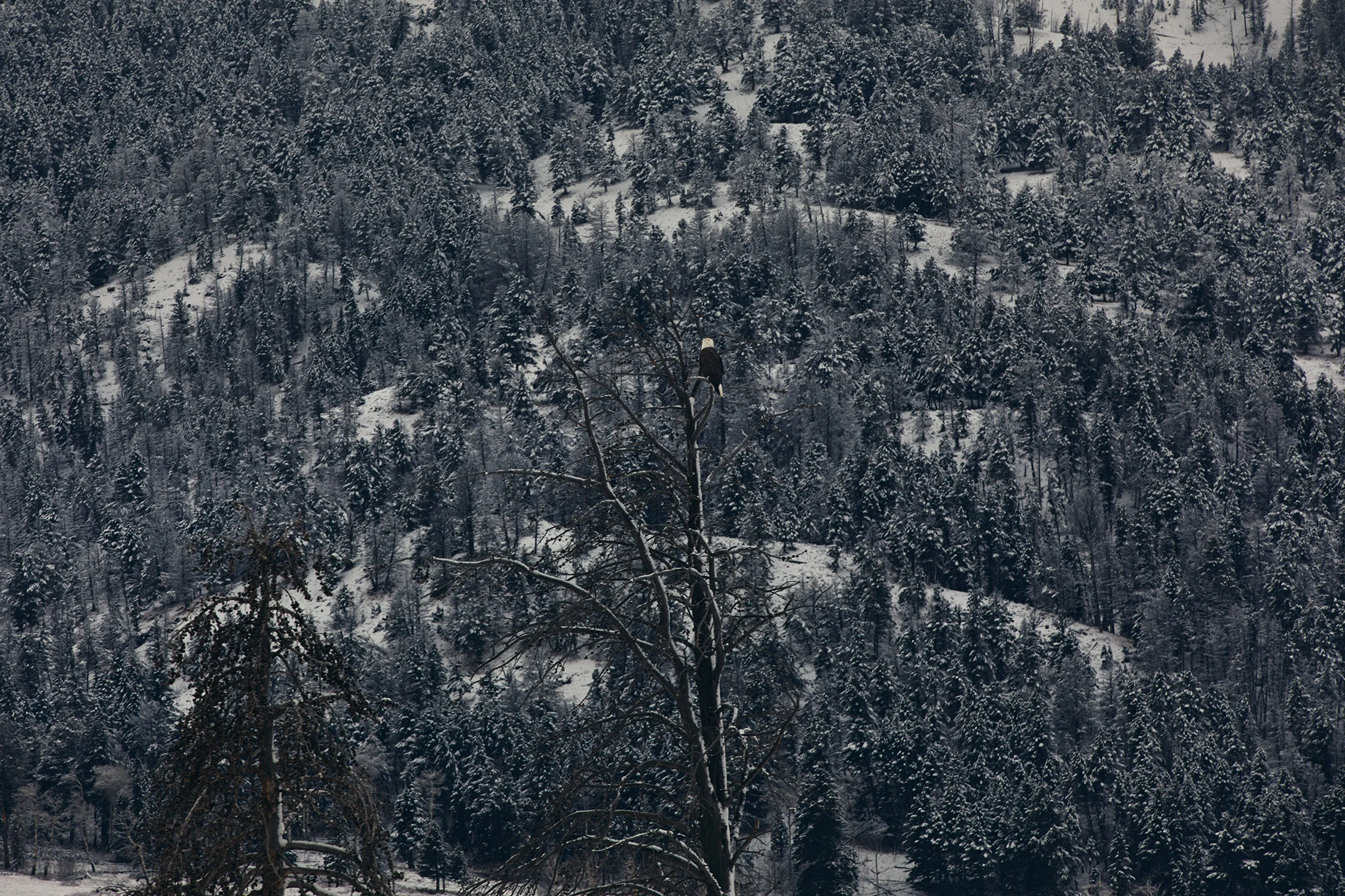 MONTANA_0093 copy.jpg