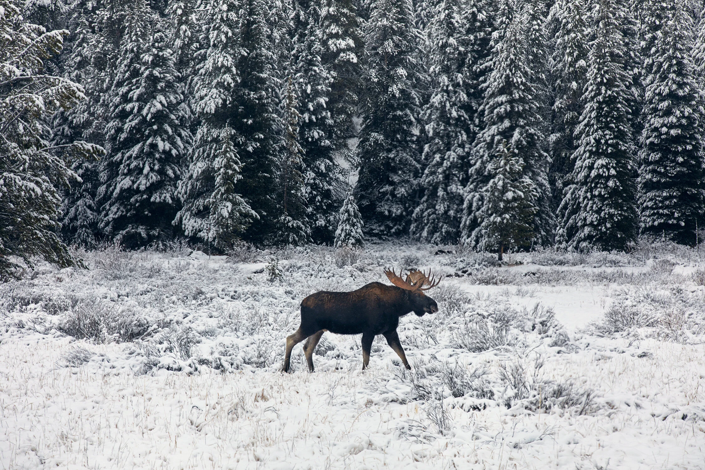 MONTANA_0114 copy.jpg