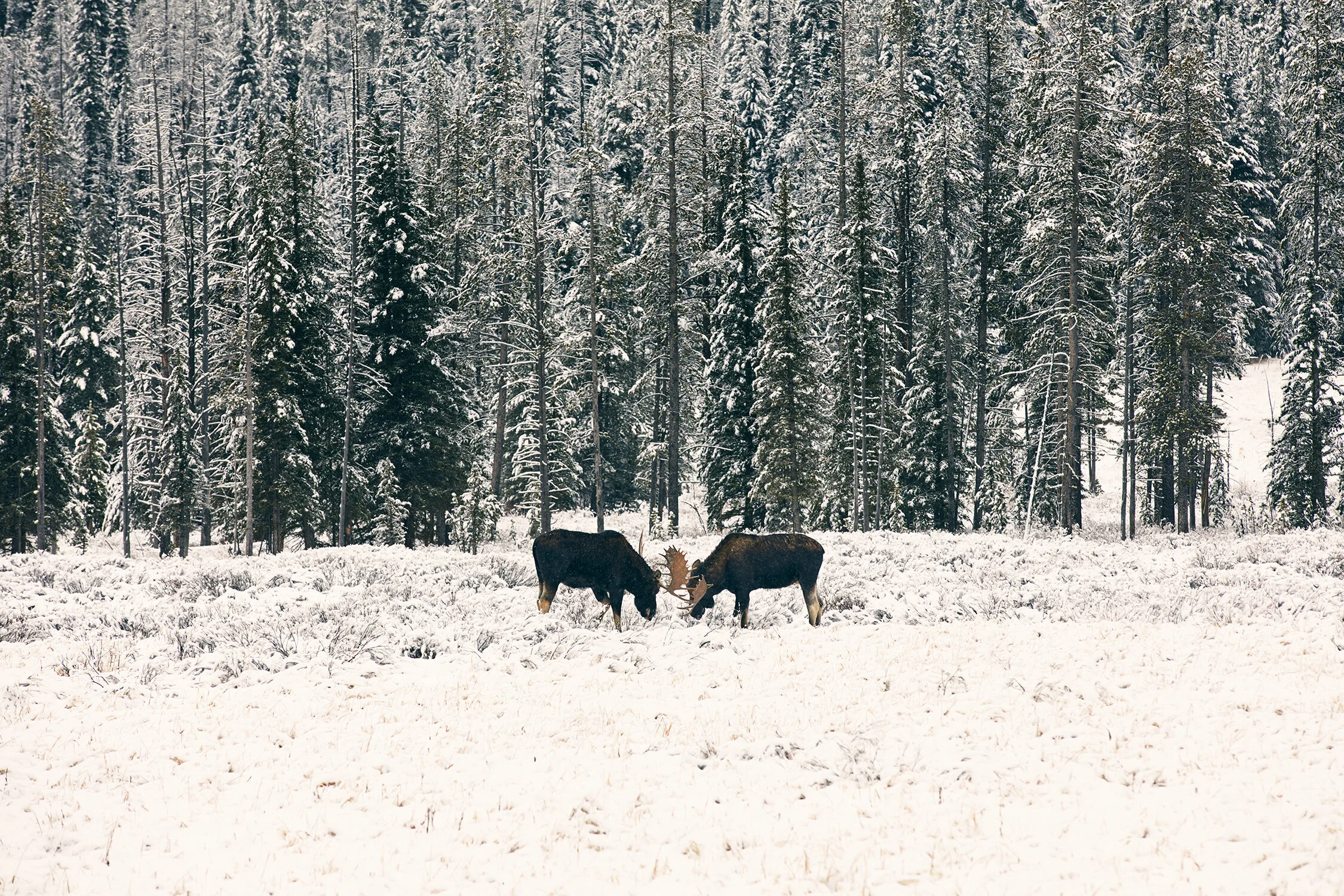 MONTANA_0142 copy.jpg