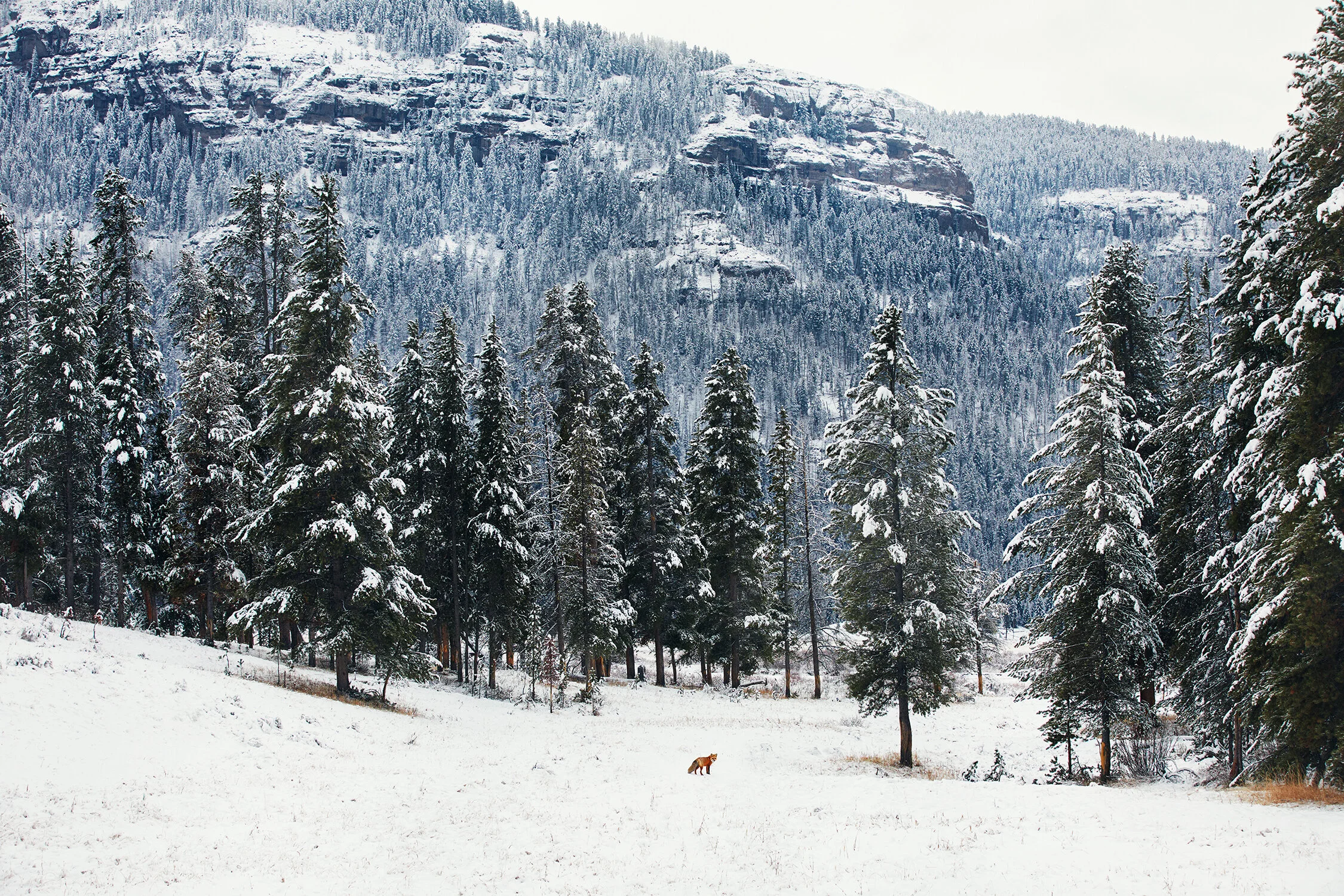 MONTANA_0181 copy.jpg