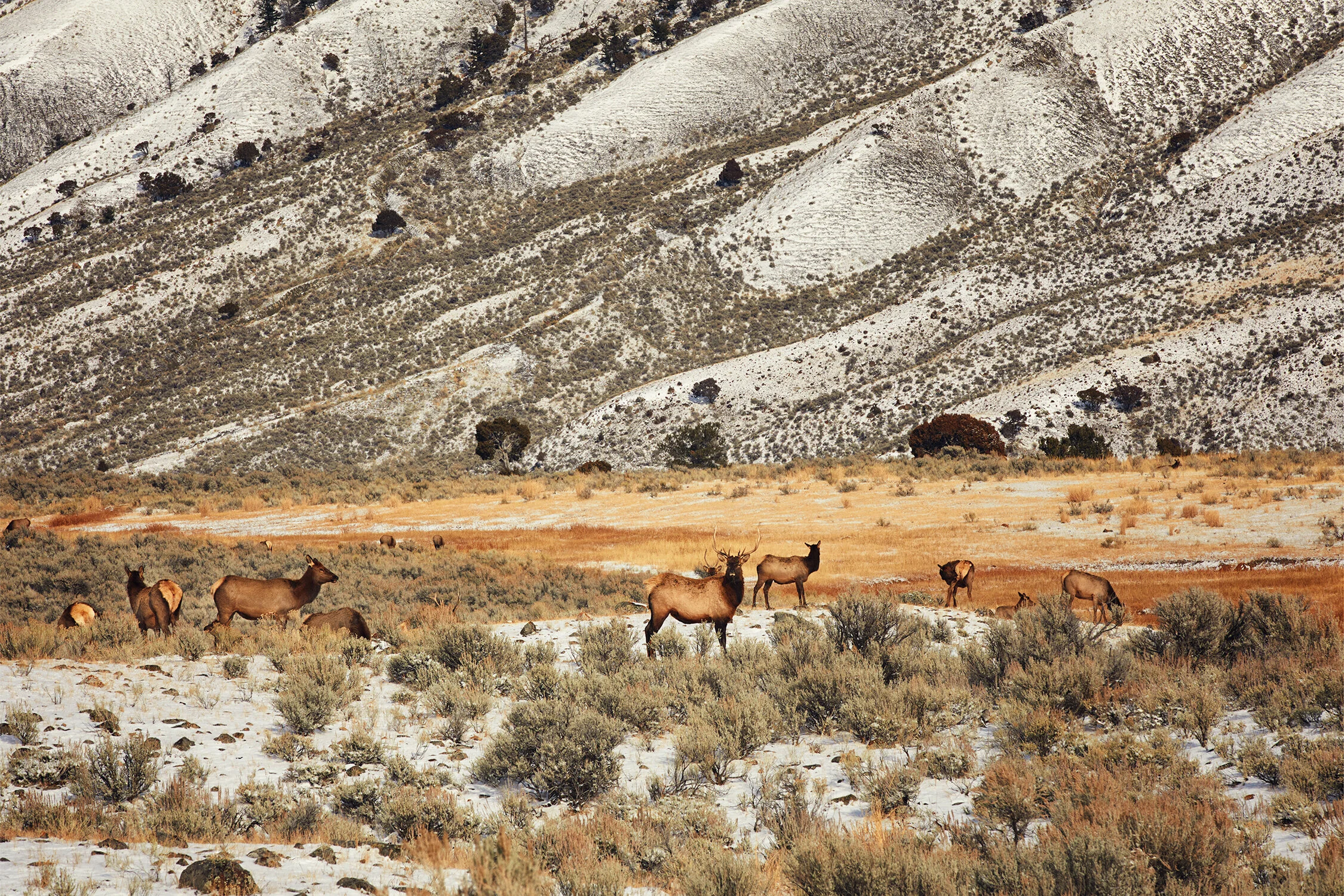 MONTANA_0235 copy.jpg