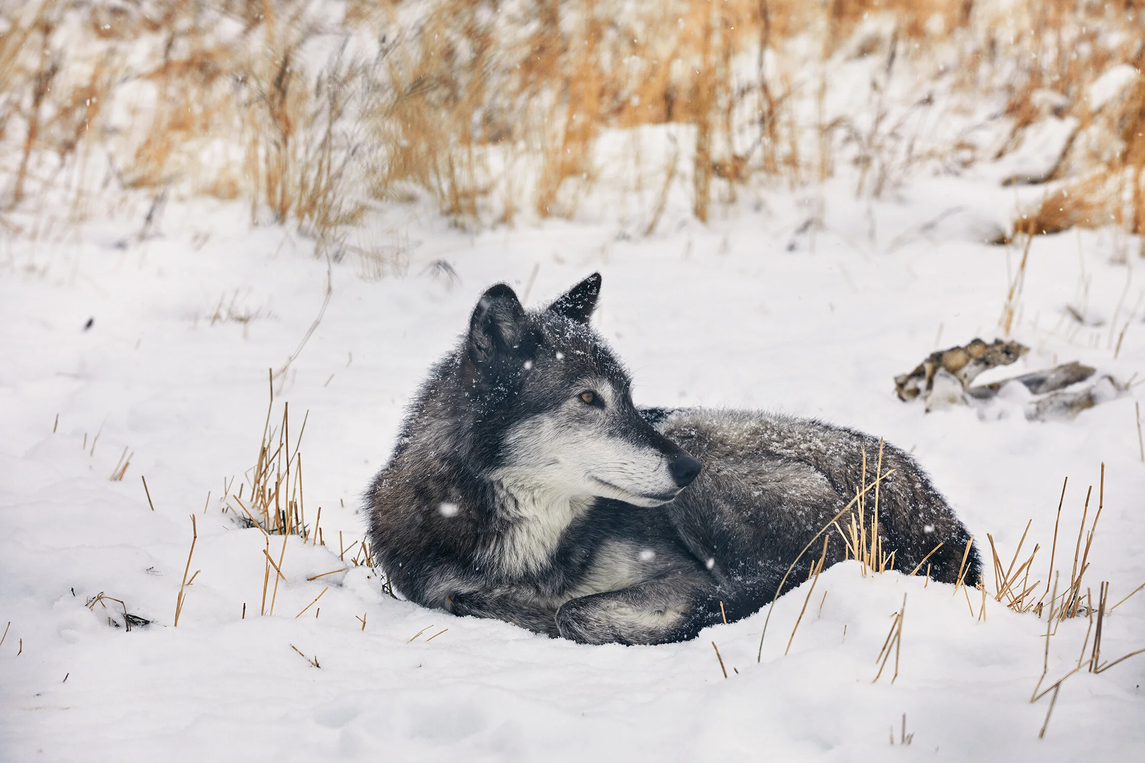 MONTANA_0339 copy.jpg