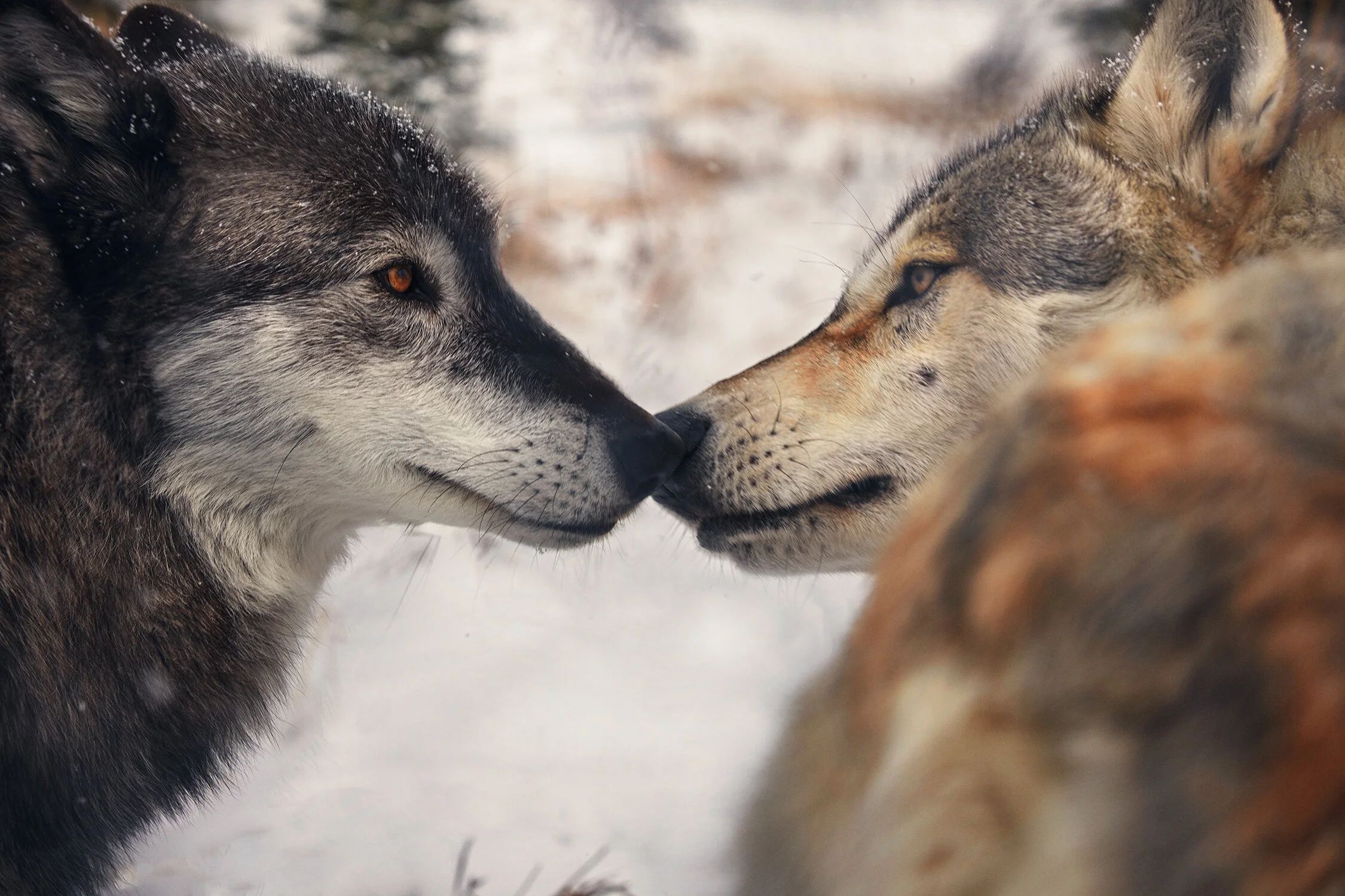 MONTANA_0418 copy.jpg