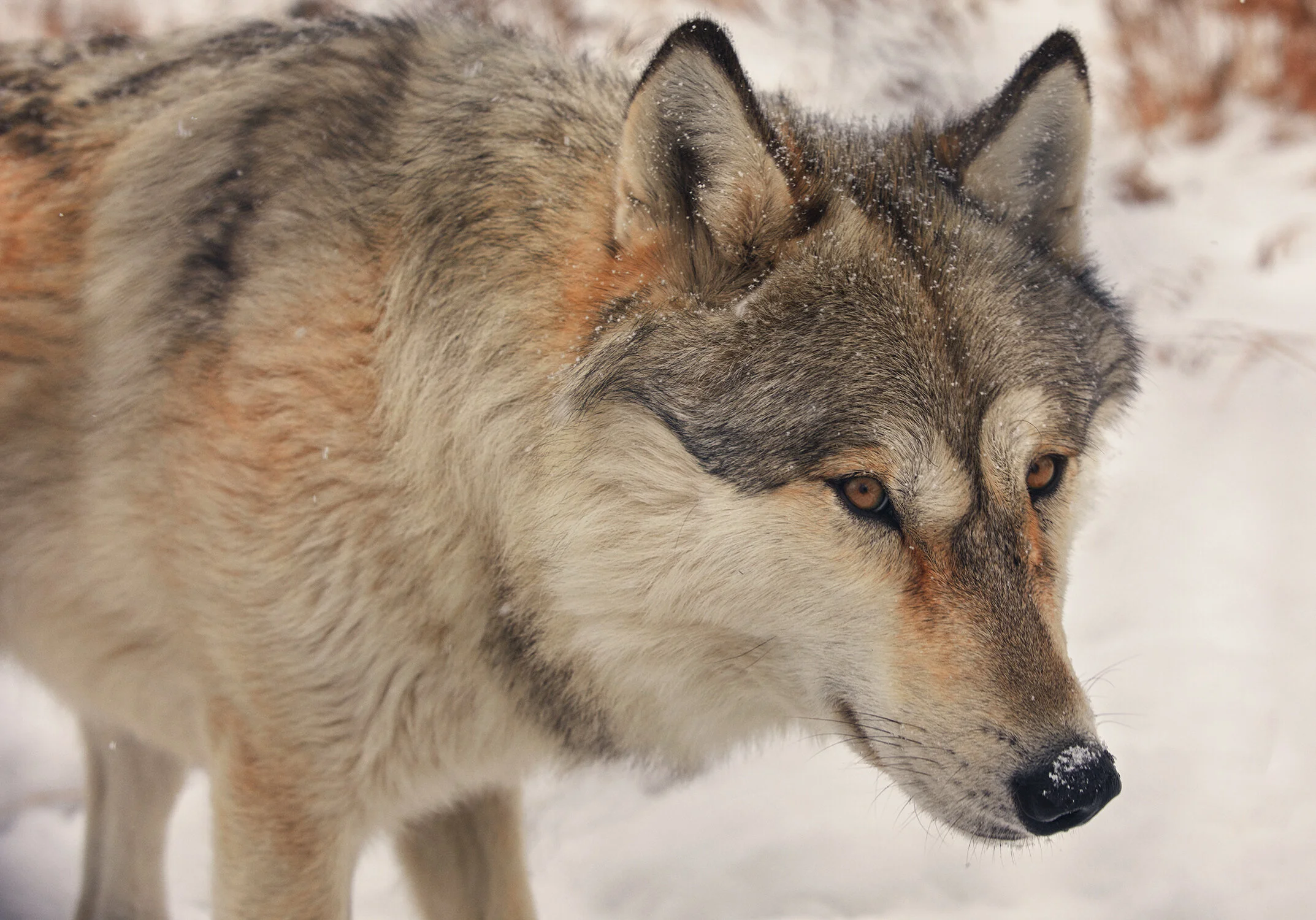 MONTANA_0469 copy.jpg