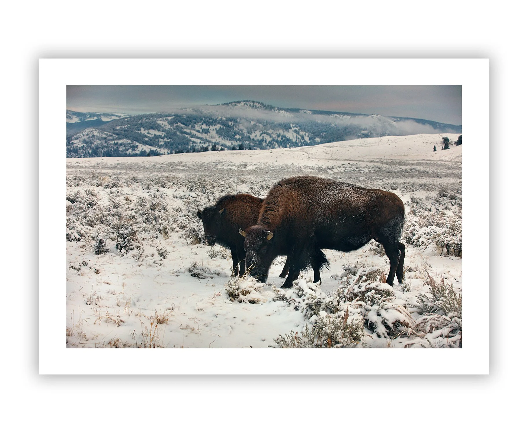 vertical print1_montana1 copy.jpg