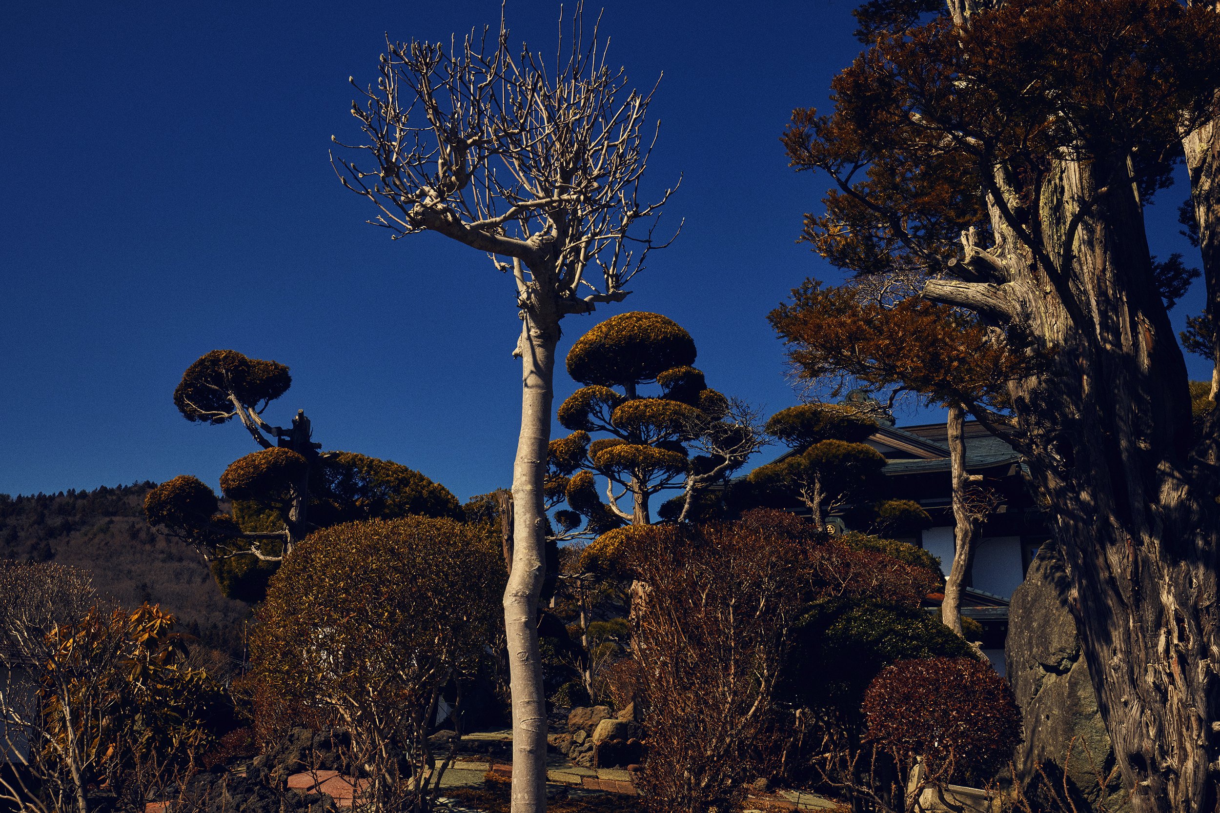 SHO_JP_2023_0527 copy.jpg