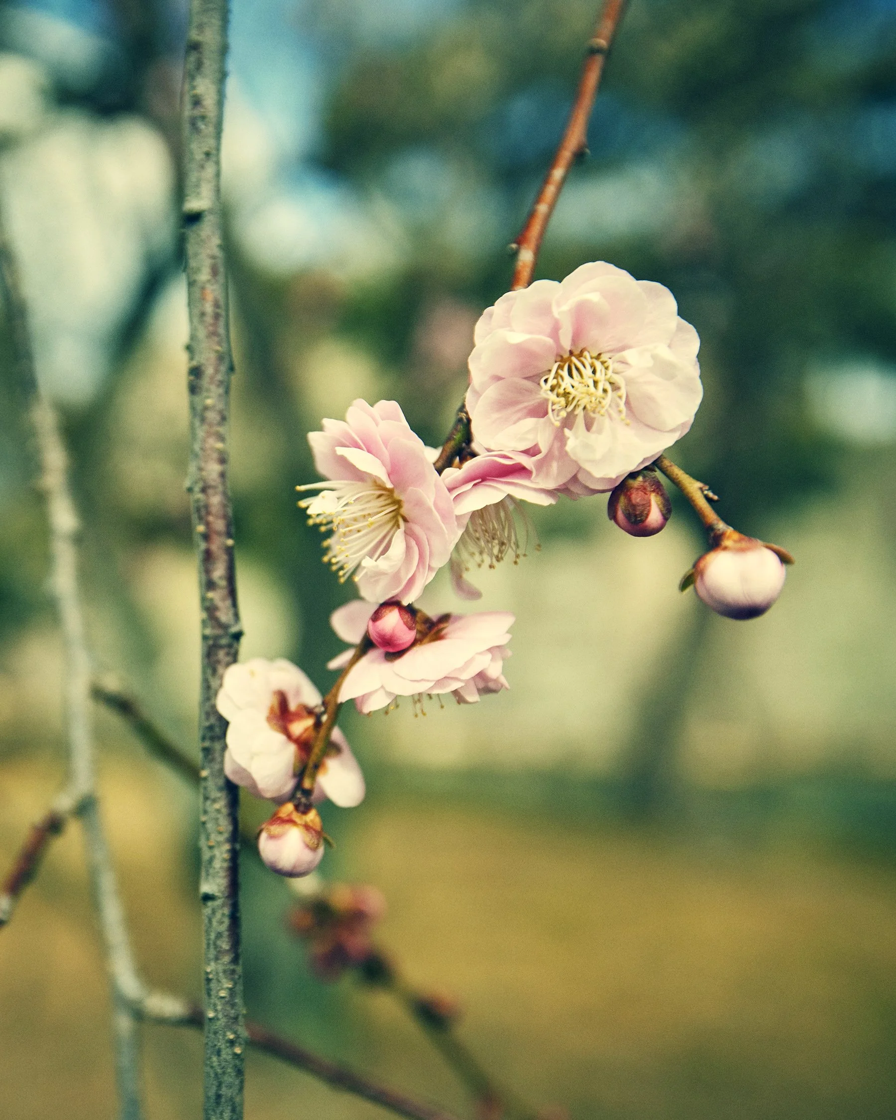 SHO_JP_2023_1251 copy.jpg