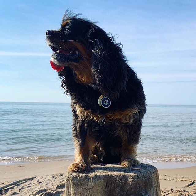 Marcel living his best beach life.