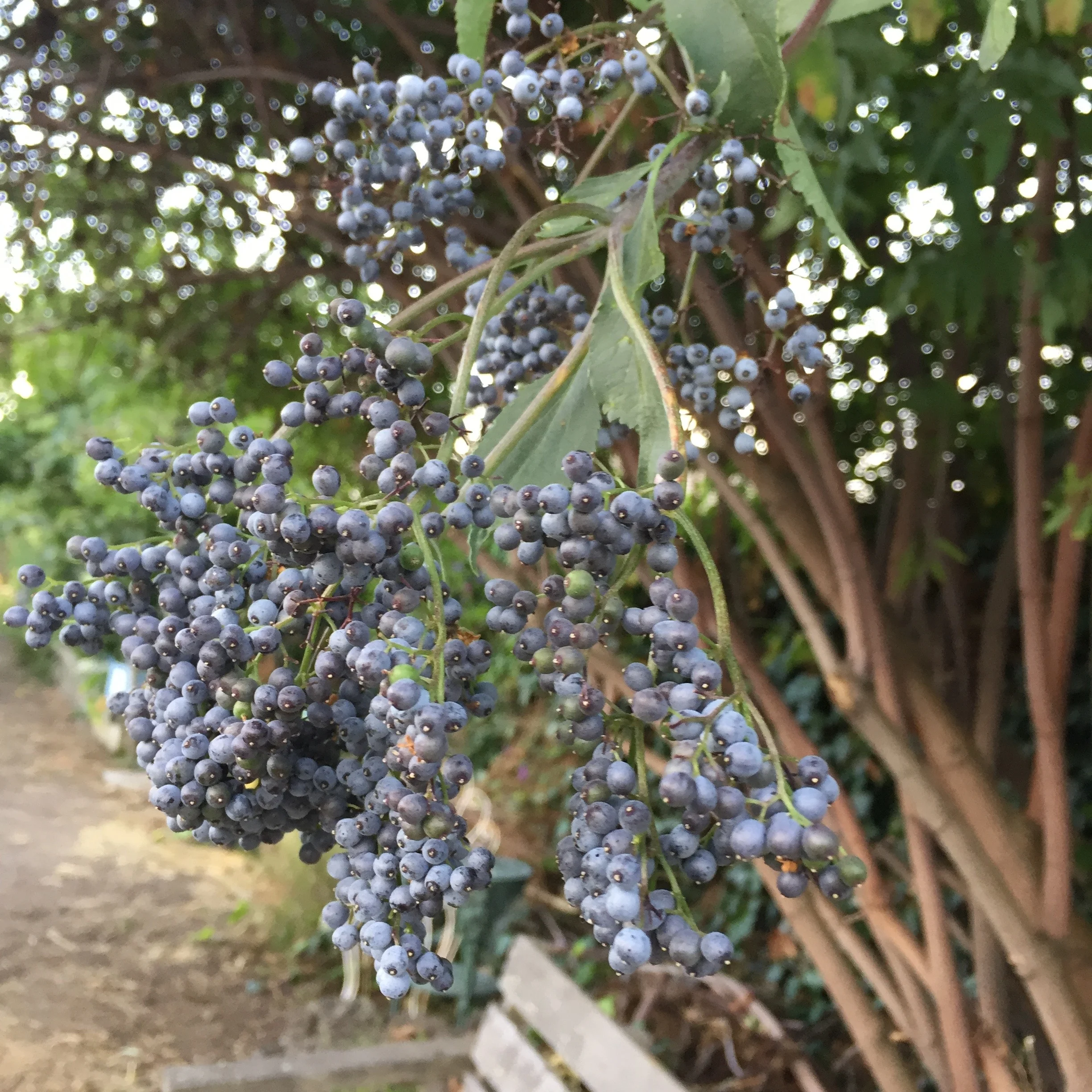 Elderberry can be taken as a delicious syrup all season long to fend off colds.