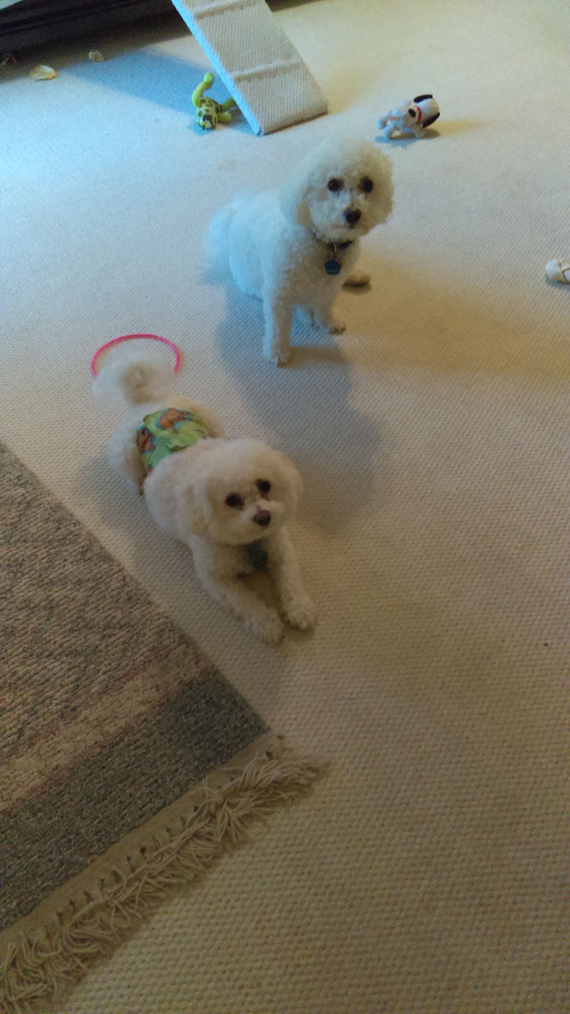 Here’s Kirby and Ripley. They wear diapers.