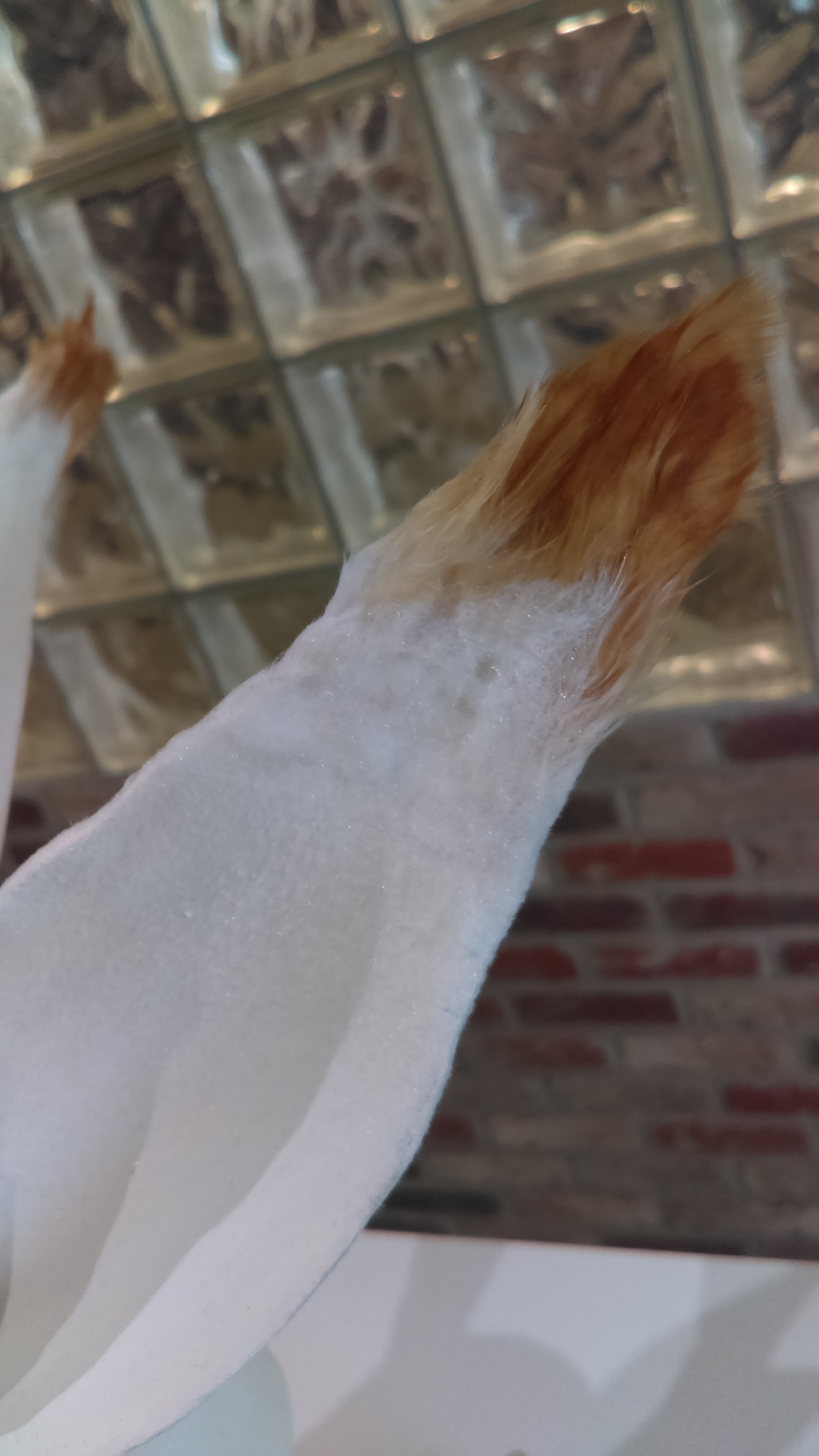 Detail of Ginger