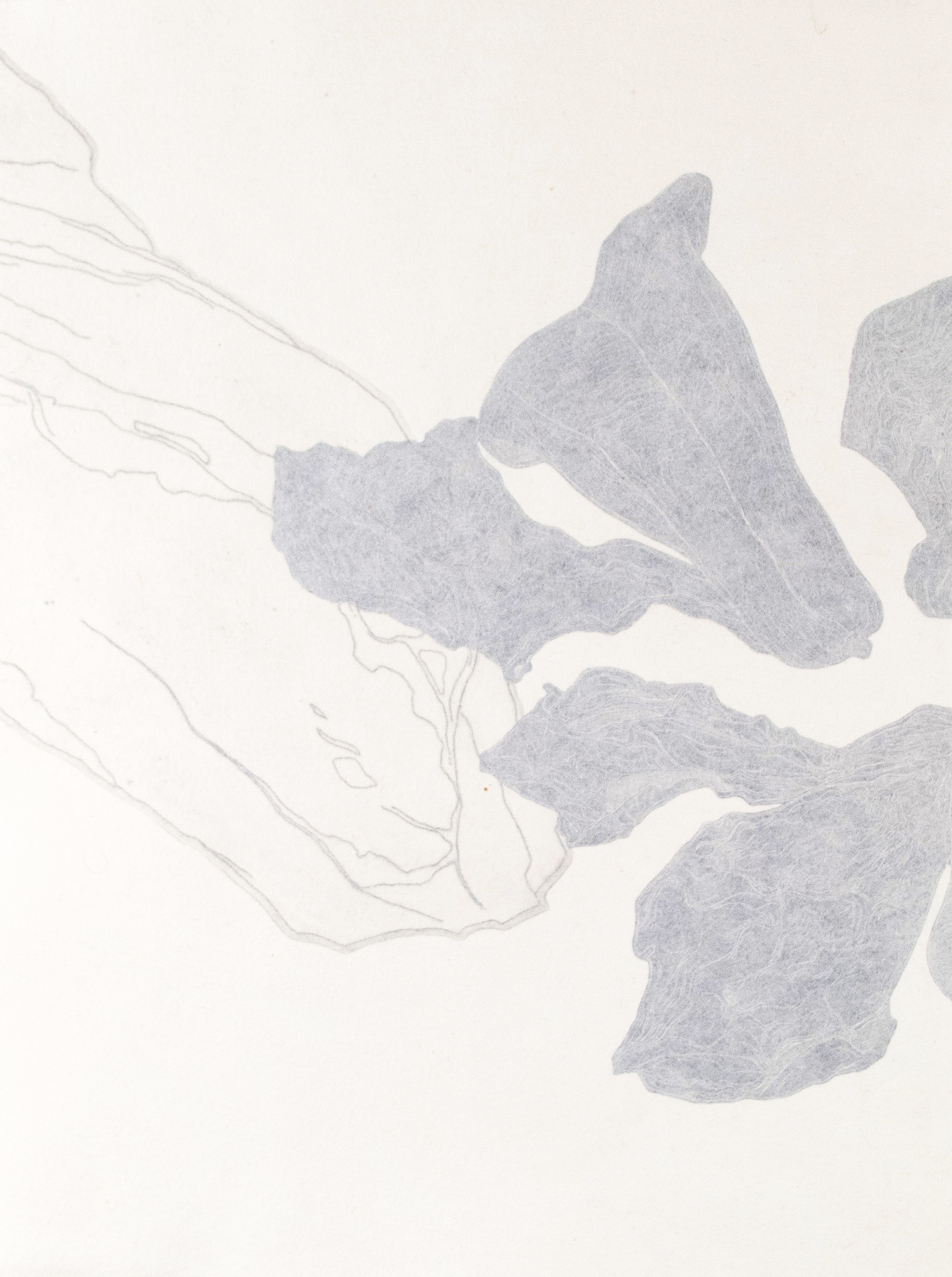 Wilted Things 2018 Intaglio, Relief, Chine-collé