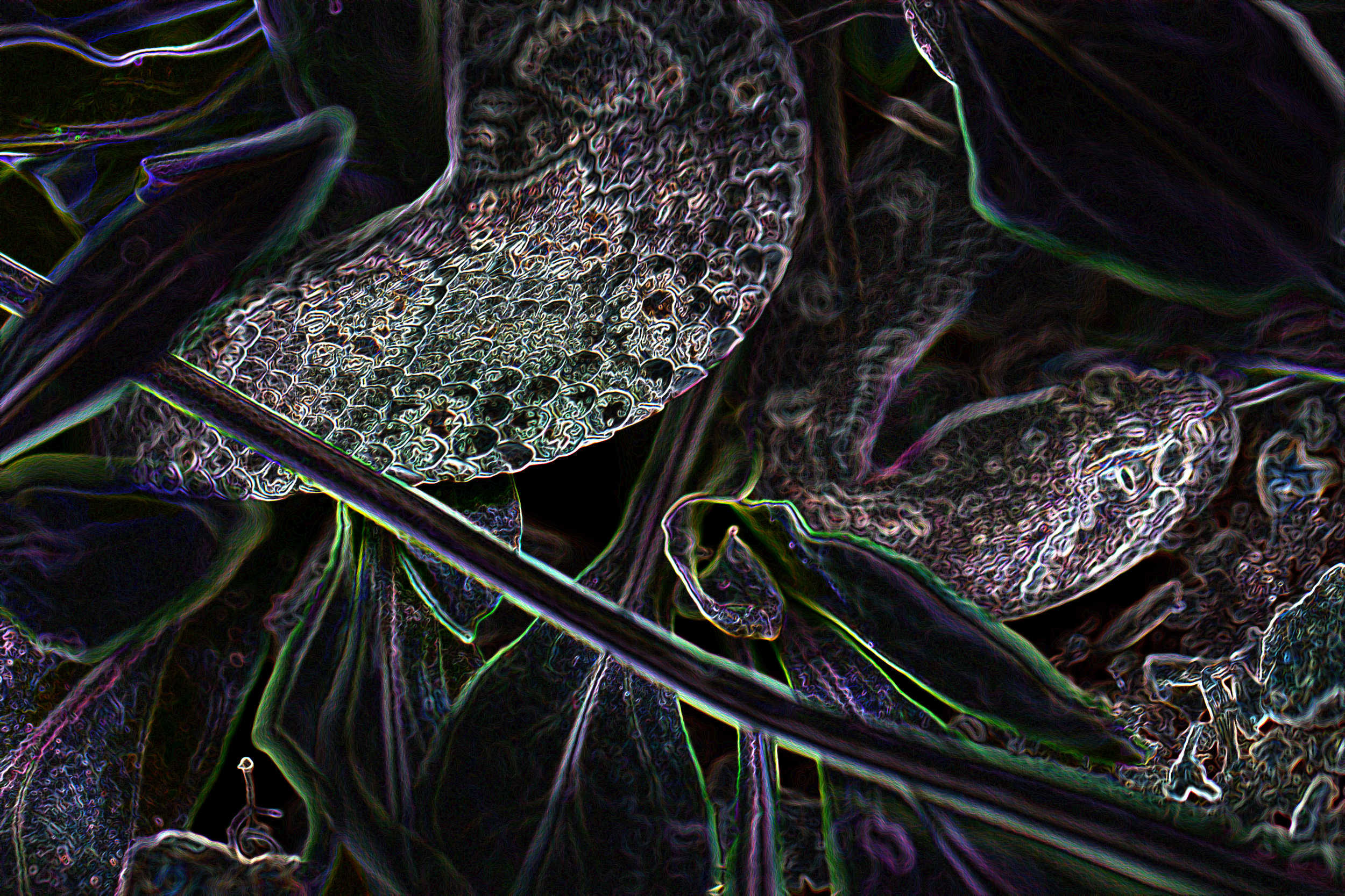 This rattle snake was at my front door one day. When I pushed it out into the front yard, it curled up in the nearest vegetation. Adjusting the colors and luminosity in Photoshop made this a much more interesting picture.