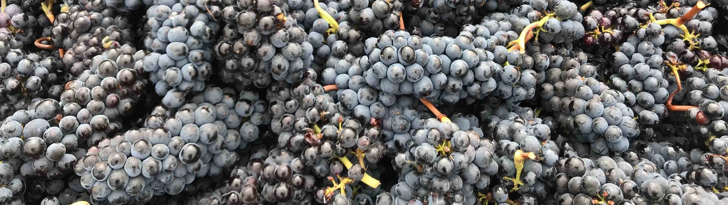 Grapes.jpg