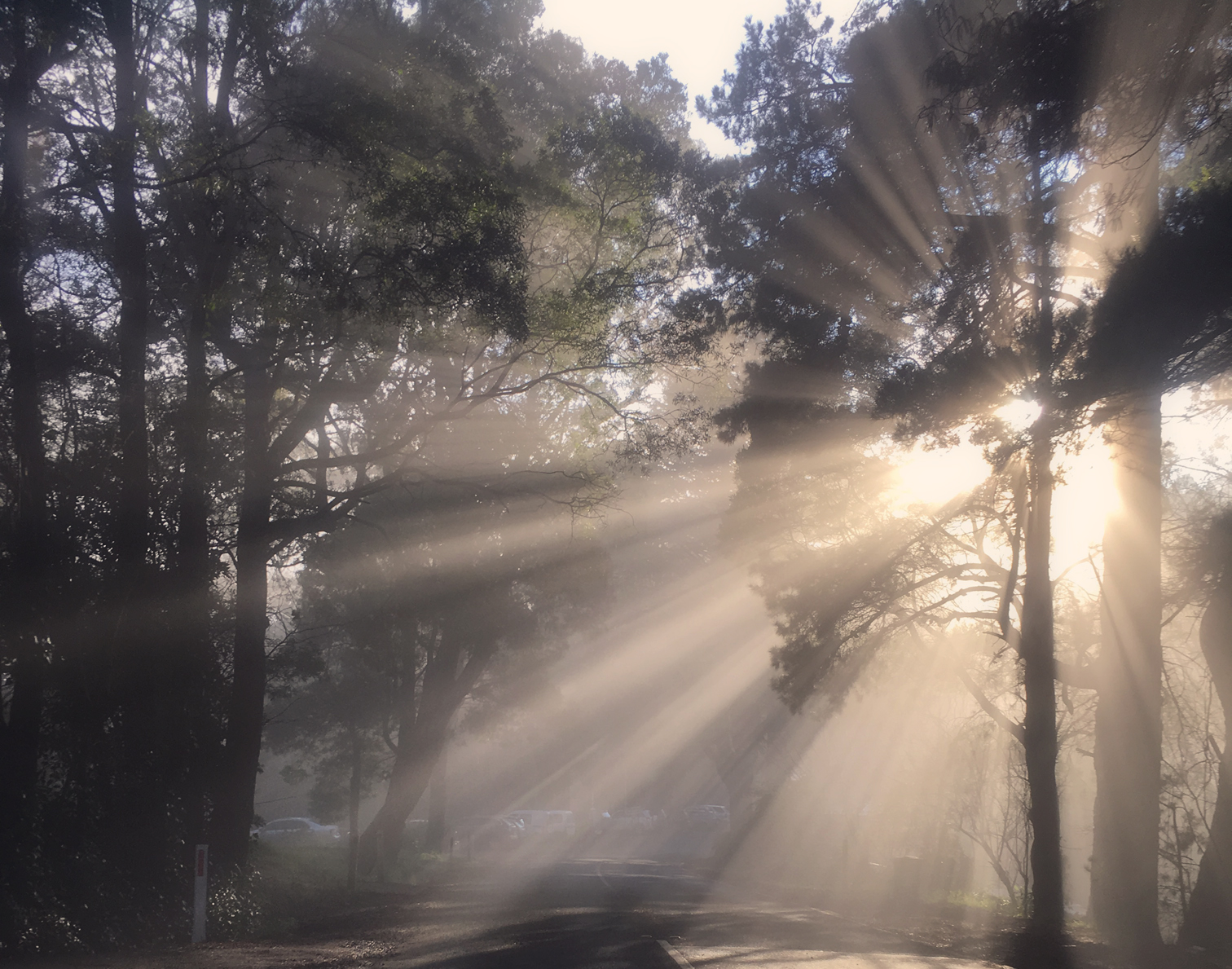 Dandenong Ranges, Australia