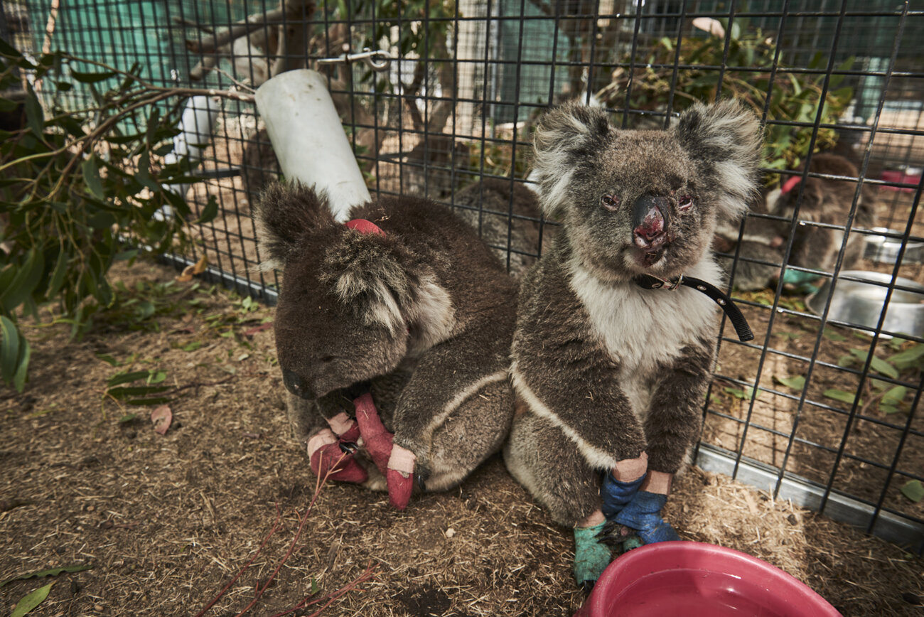  Injured Koalas recovering from their bushfire related injuries at the Kangaroo Island Wildlife Park &amp; Aquarium on Kangaroo Island, South Australia, Australia on Wednesday the 15th of January 2020 