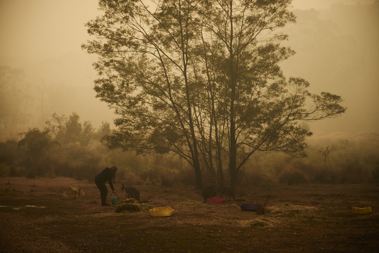  Susan Pulis, provides water and care to traumatised Kangaroos that survived the fires.   Susan Pulis, a wildlife carer and the founder of the Raymond Island Koala and Wildlife shelter, in Waterholes,  