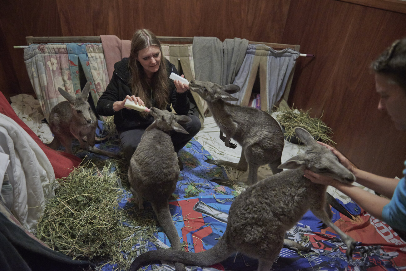 Susan Pulis, a wildlife carer and the founder of the Raymond Island Koala and Wildlife shelter, which recently moved to Waterholes and Wendy Hendrickson feed five of Susan’s kangaroos, in Wendy’s spare bedroom transformed into a temporary shelter fo