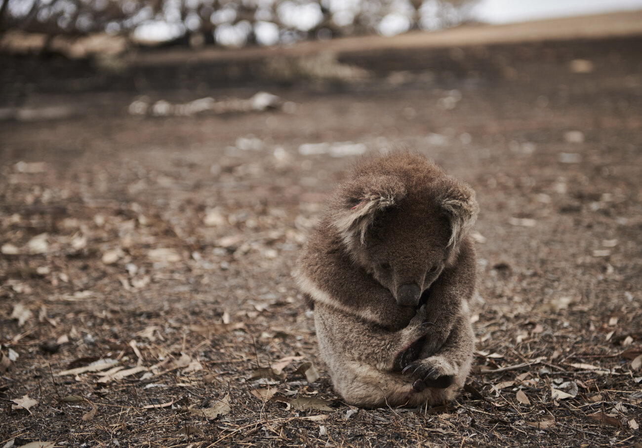  A koala is found in the Australian bush after the wildfires a few days before. The koalas feet are burnt beyond recovery so they decide to put him down on Thursday the 16th of January 2020, on Kangaroo Island, Australia. 