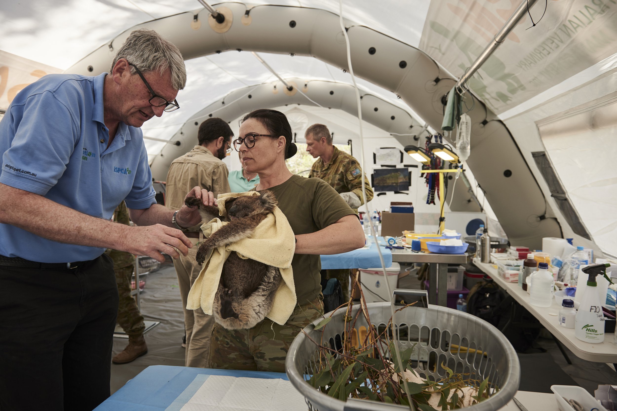  A rescued young Koala is held by Australian Defence Force Lt Susie Rattigan while RSPCA volunteer Brad Ward inspects the Koala for injury in a makeshift triage tent at Kangaroo Island Wildlife Park &amp; Aquarium on the 15th of January 2020   